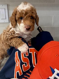 Rowdy – Miniature Goldendoodle puppy for sale in Conroe, TX