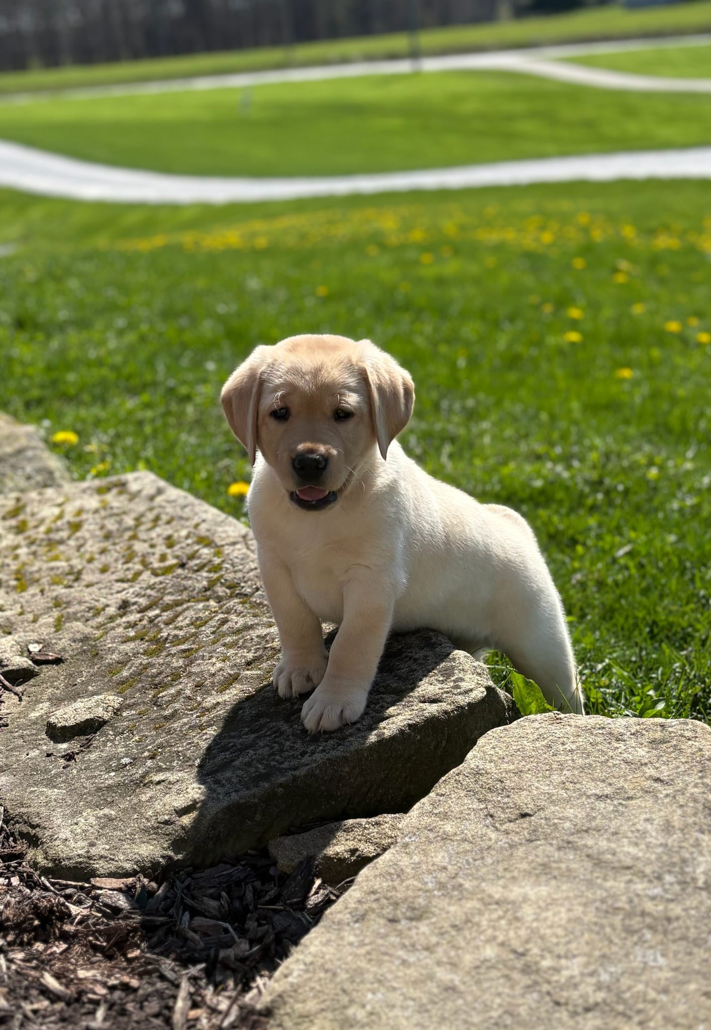 Yellow female – Labrador Retriever puppy for sale in Doylestown, OH