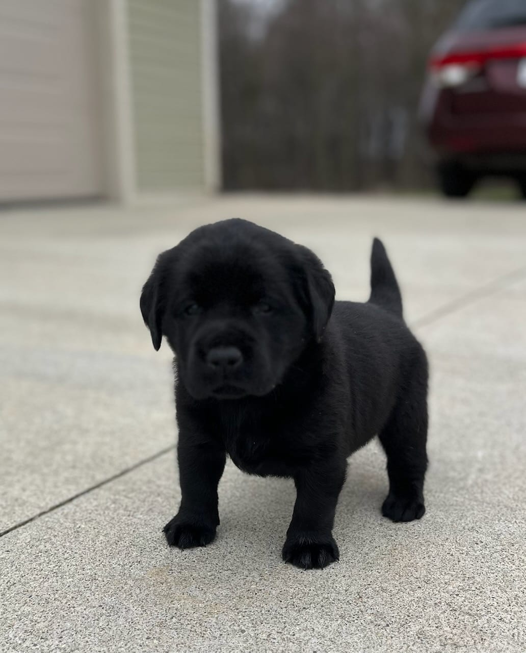 Black female – Labrador Retriever puppy for sale in Doylestown, OH
