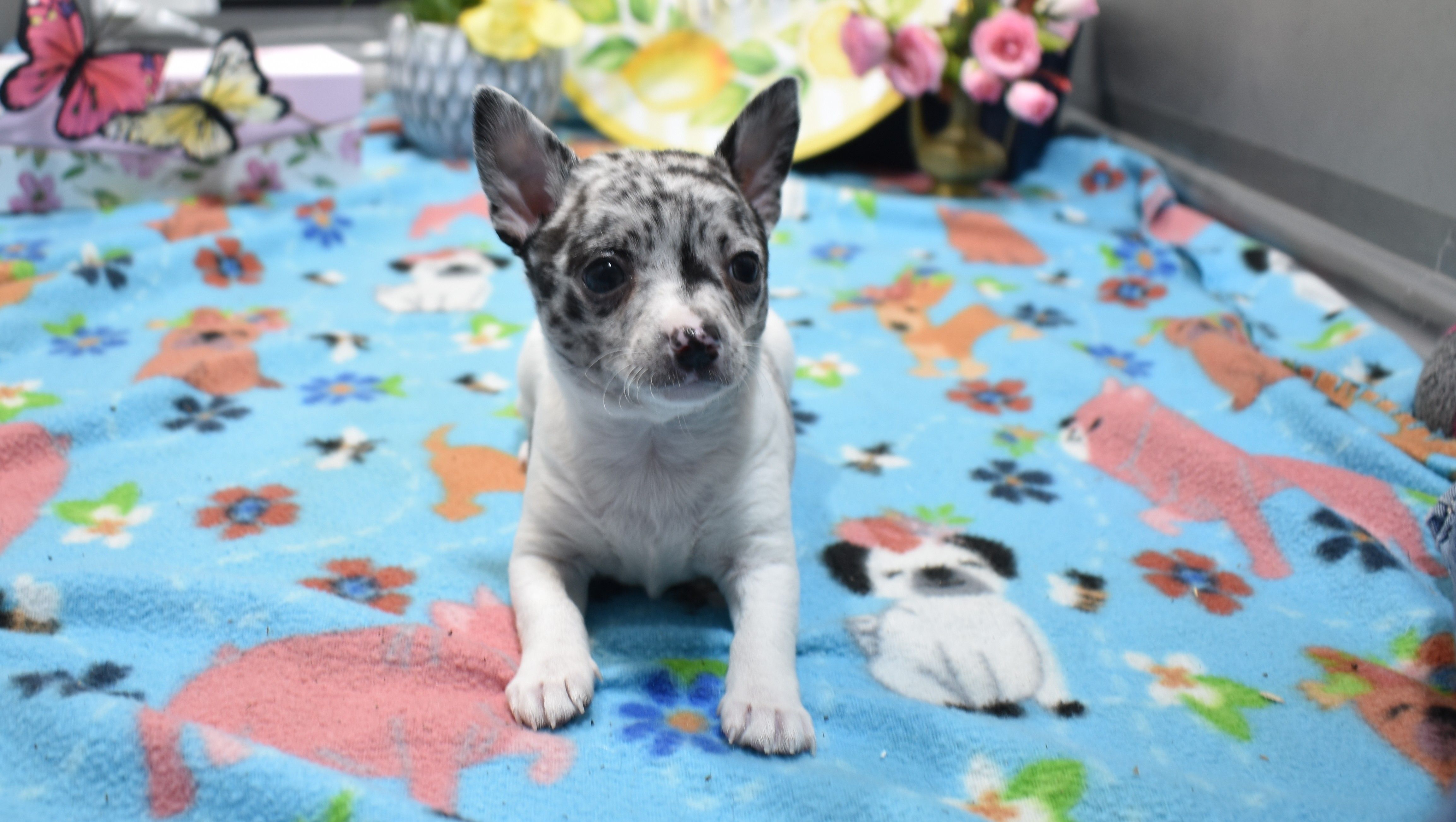 kane – Chihuahua puppy for sale in Grovespring, MO