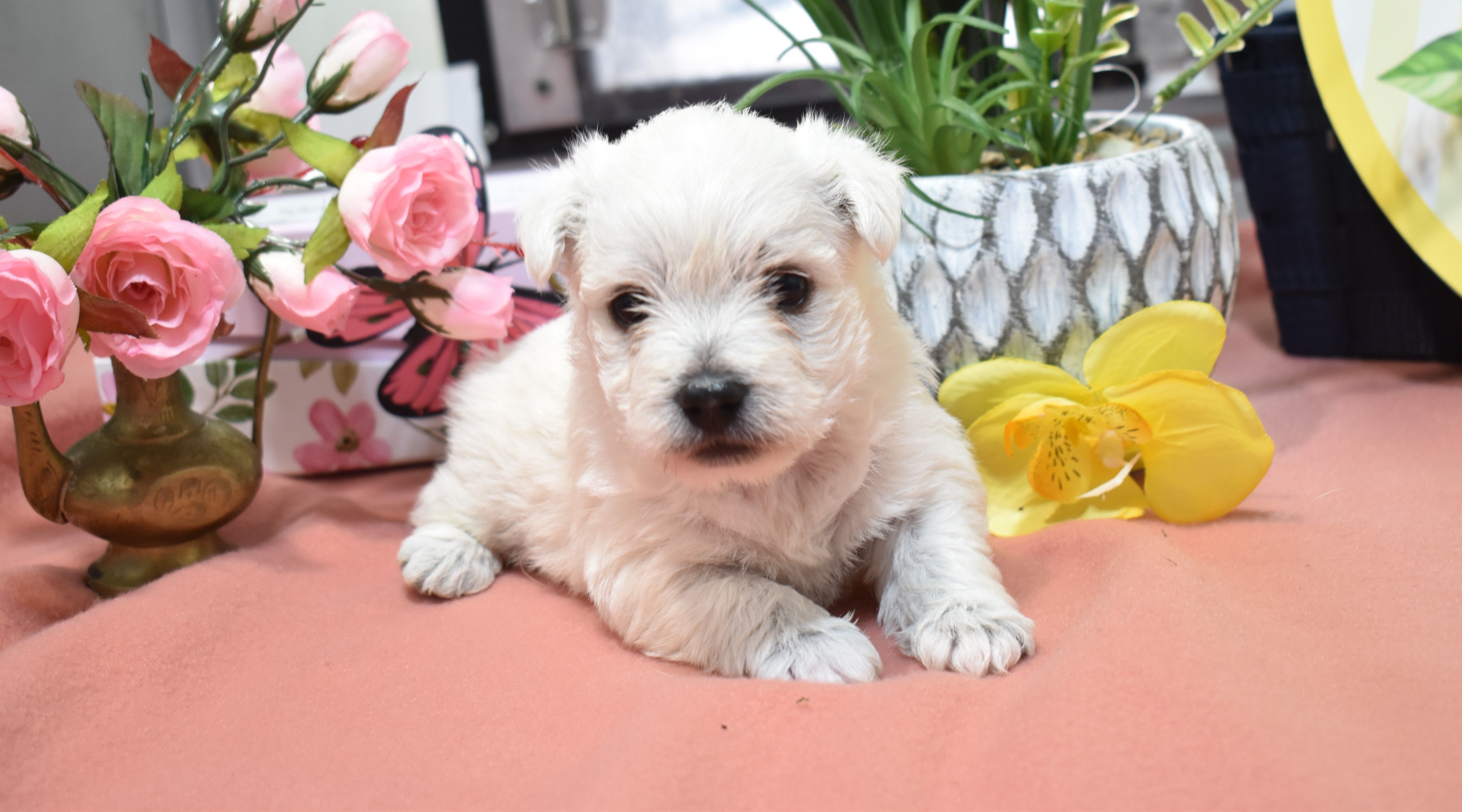 haven – West Highland White Terrier puppy for sale in Grovespring, MO