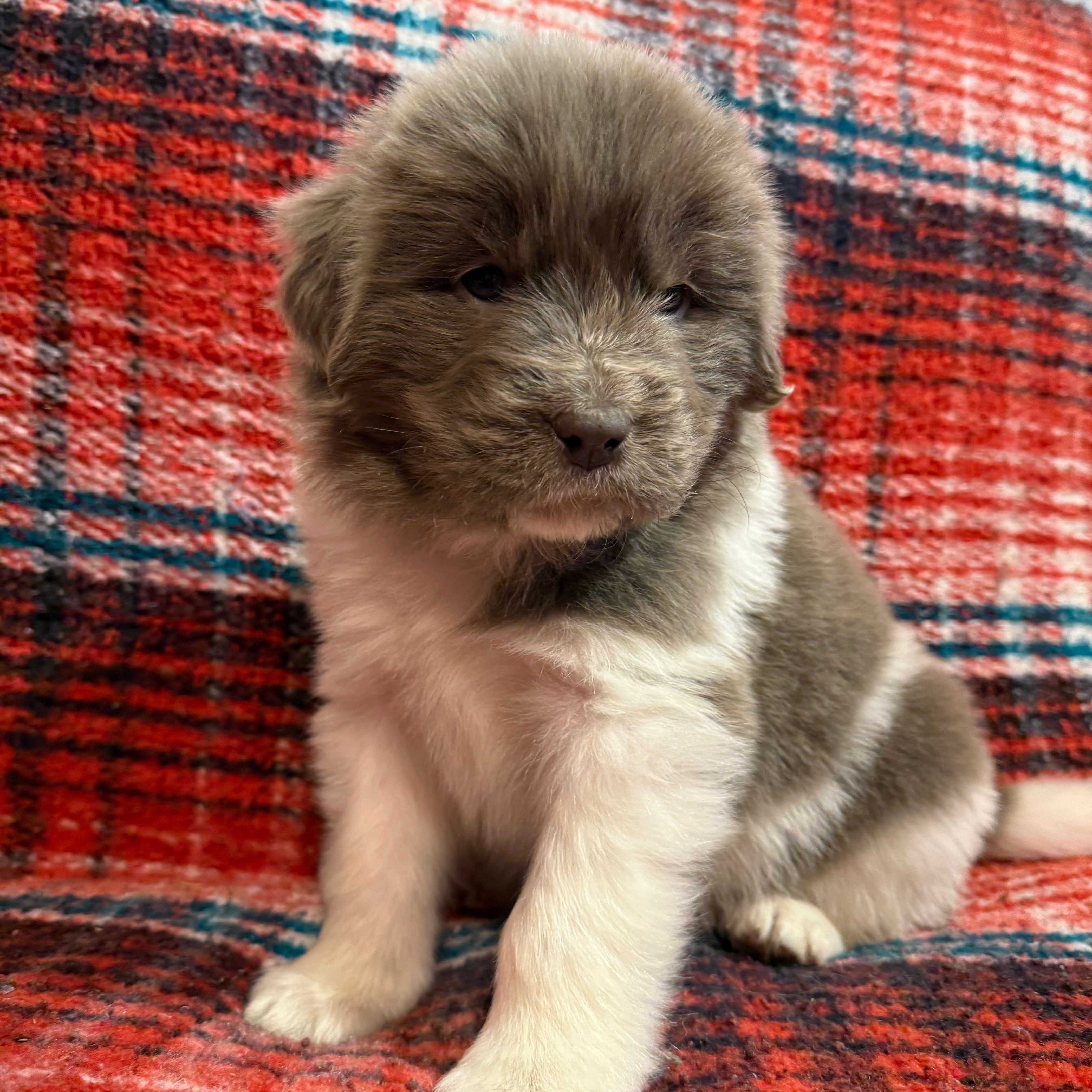 AKC Newfie Puppy - Gold - Female (Sheree) – Newfoundland puppy for sale in Cheyenne, WY