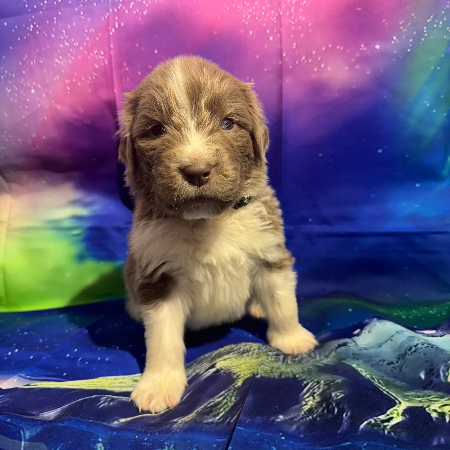 AKC Newfie Puppy - Green – Male (Cordell) – Newfoundland puppy for sale in Cheyenne, WY