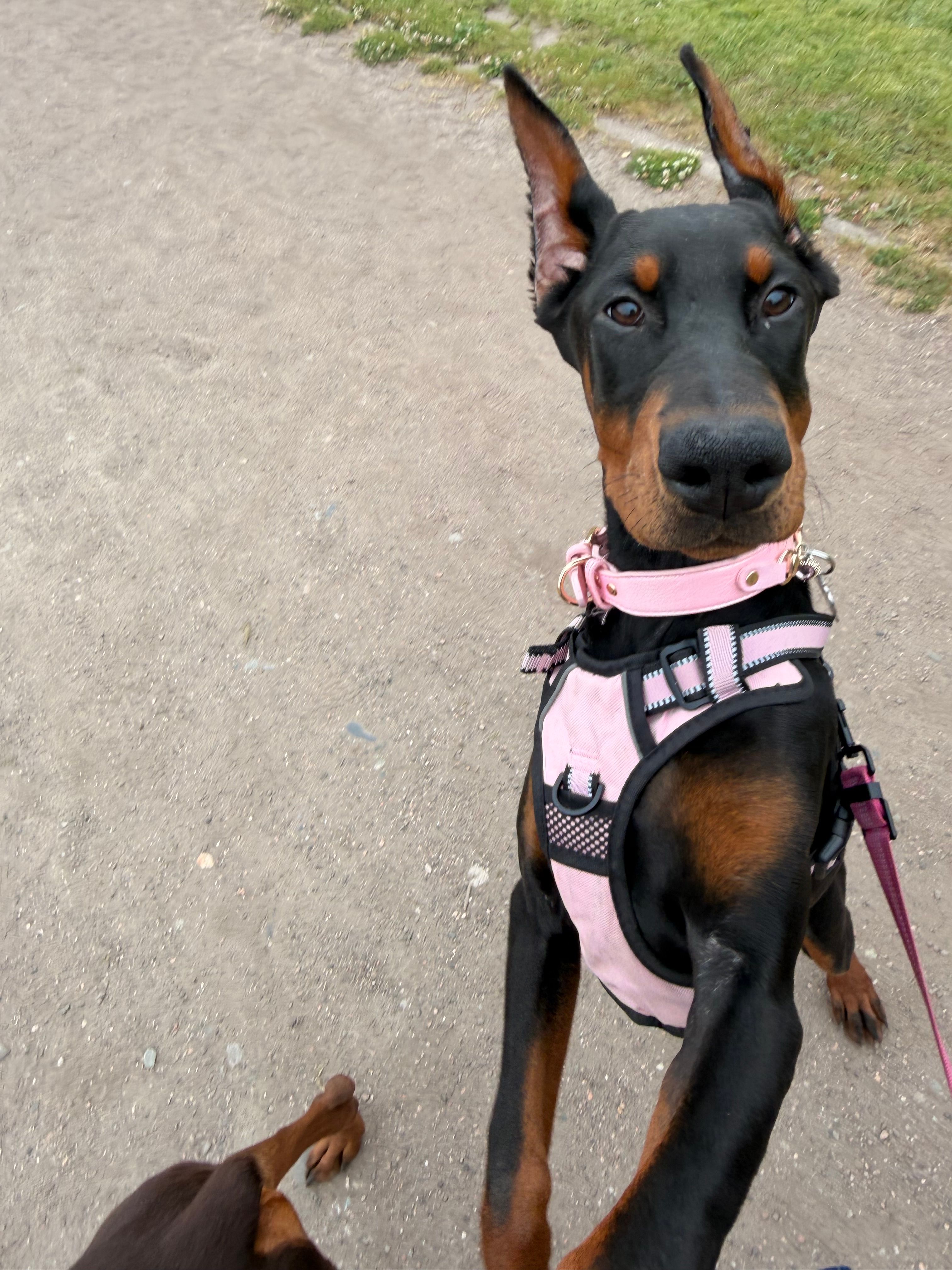 Prada  – Doberman Pinscher puppy for sale in Seattle, WA
