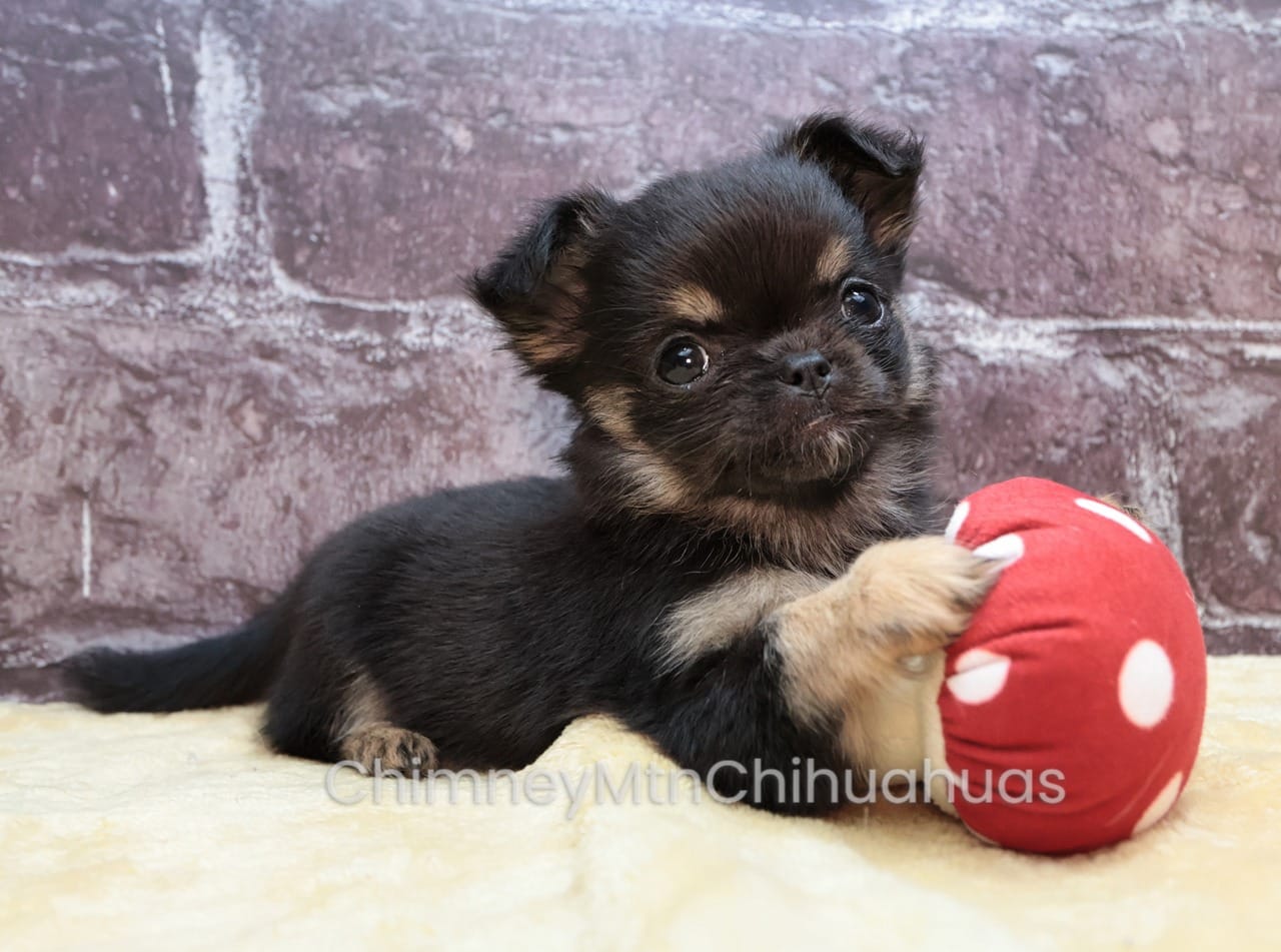 AKC PEPITA – Chihuahua puppy for sale in Muskogee, OK