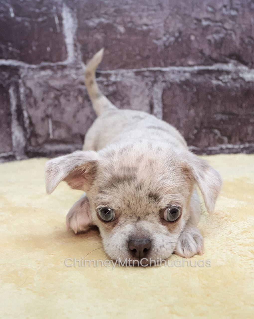 AKC RICO – Chihuahua puppy for sale in Muskogee, OK