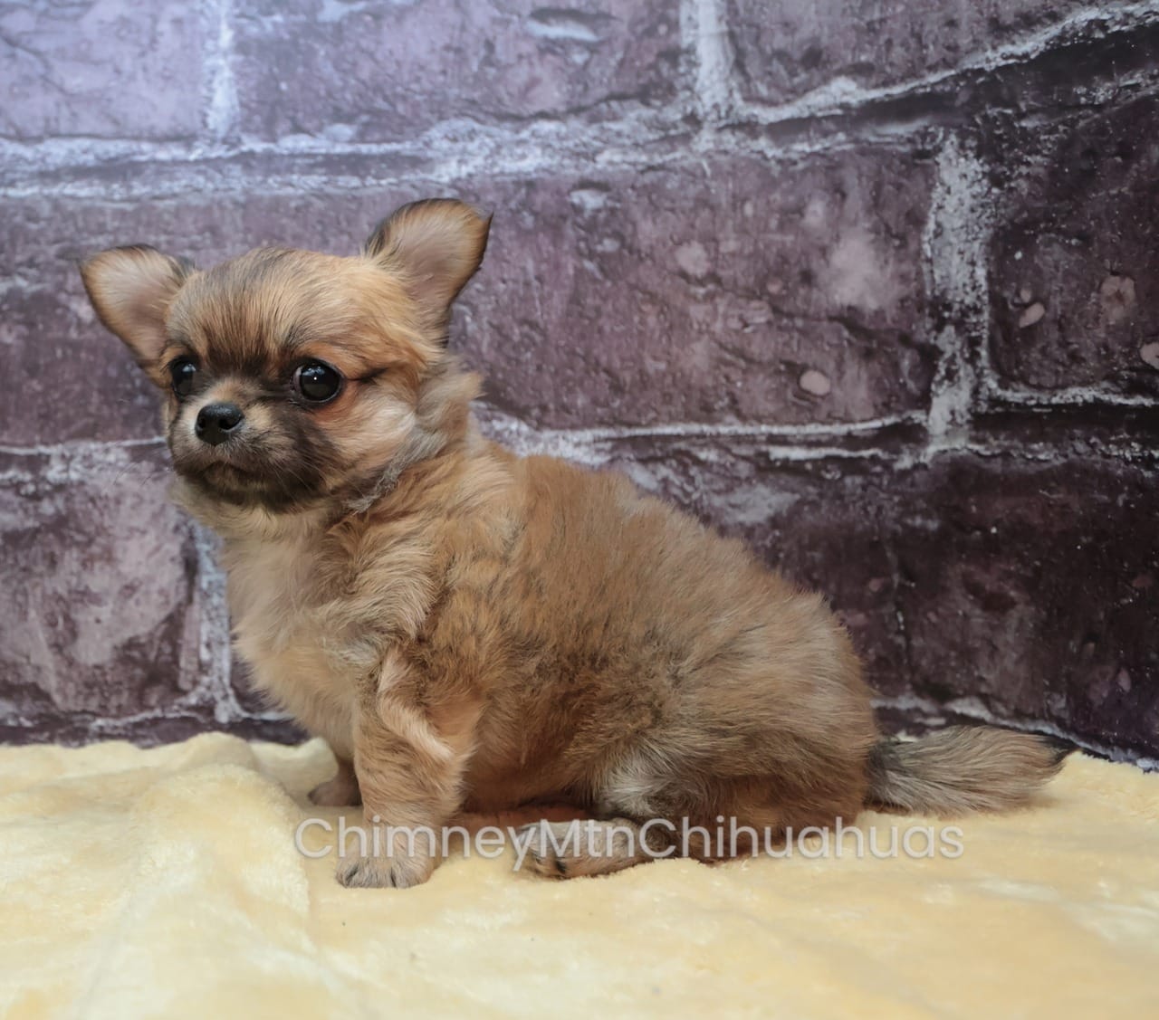 AKC VERITY – Chihuahua puppy for sale in Muskogee, OK