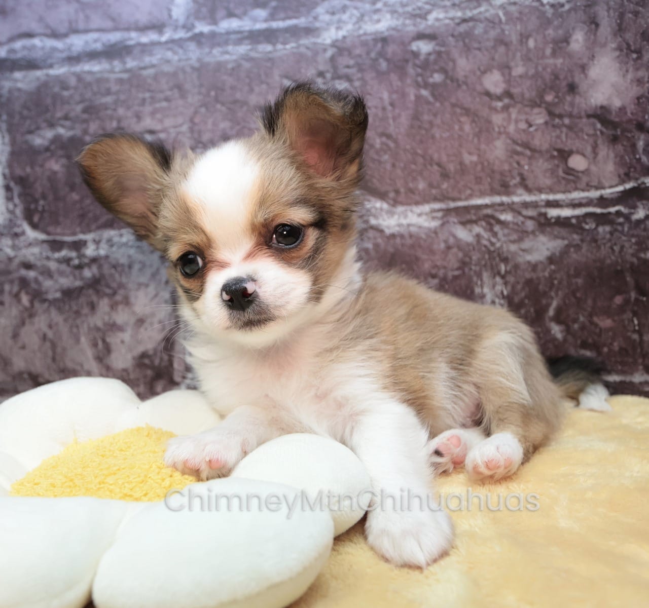 AKC PIERRE – Chihuahua puppy for sale in Muskogee, OK
