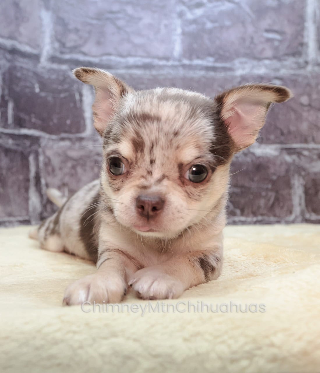 AKC REID – Chihuahua puppy for sale in Muskogee, OK