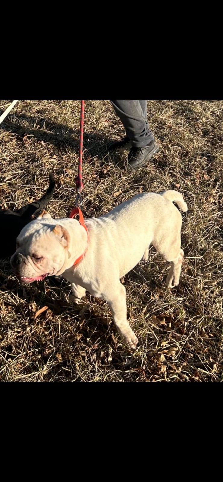 Fog – American Bully puppy for sale in Reading, PA