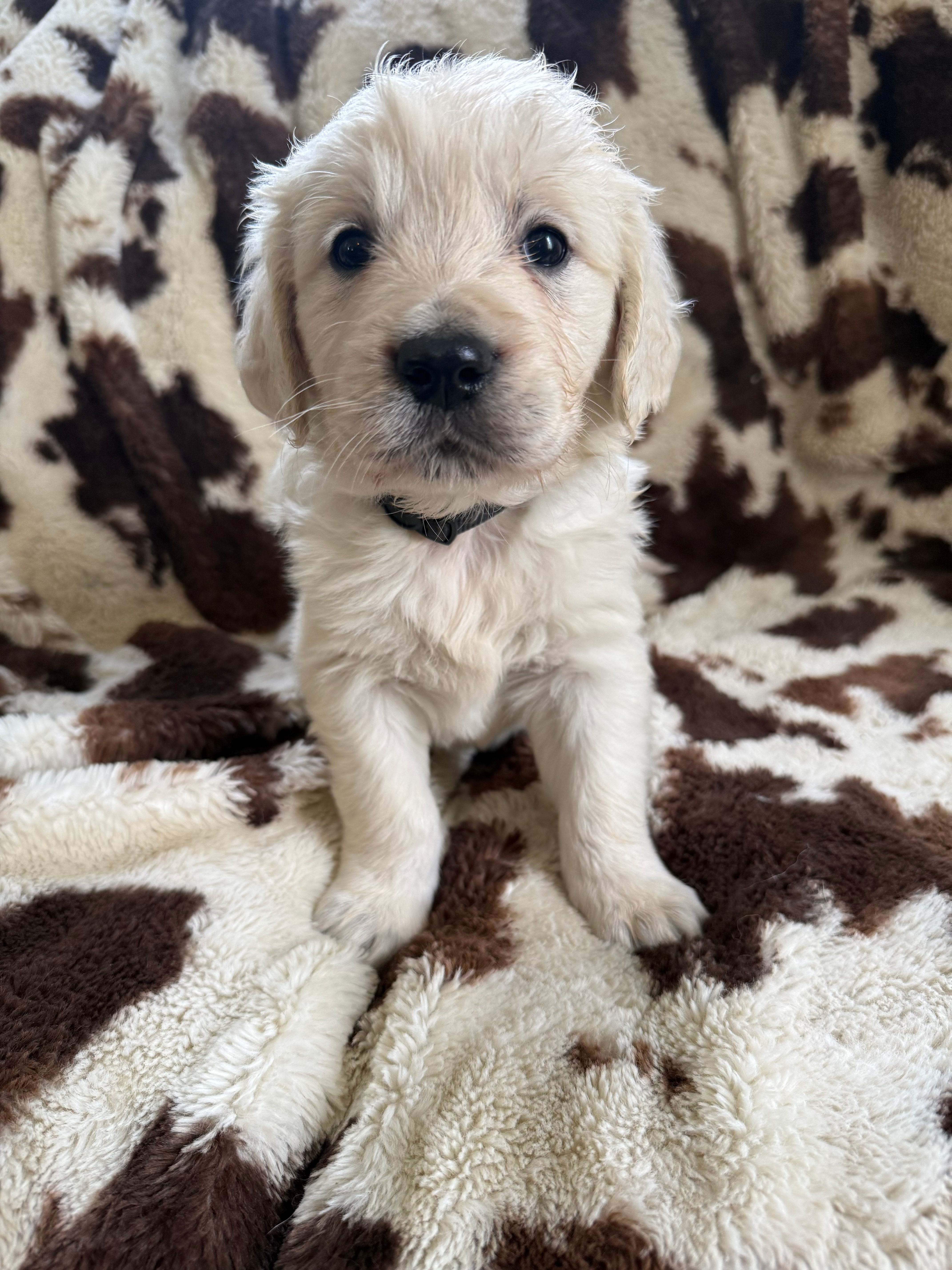 Black collar  – English Cream Golden Retriever puppy for sale in Butler, PA