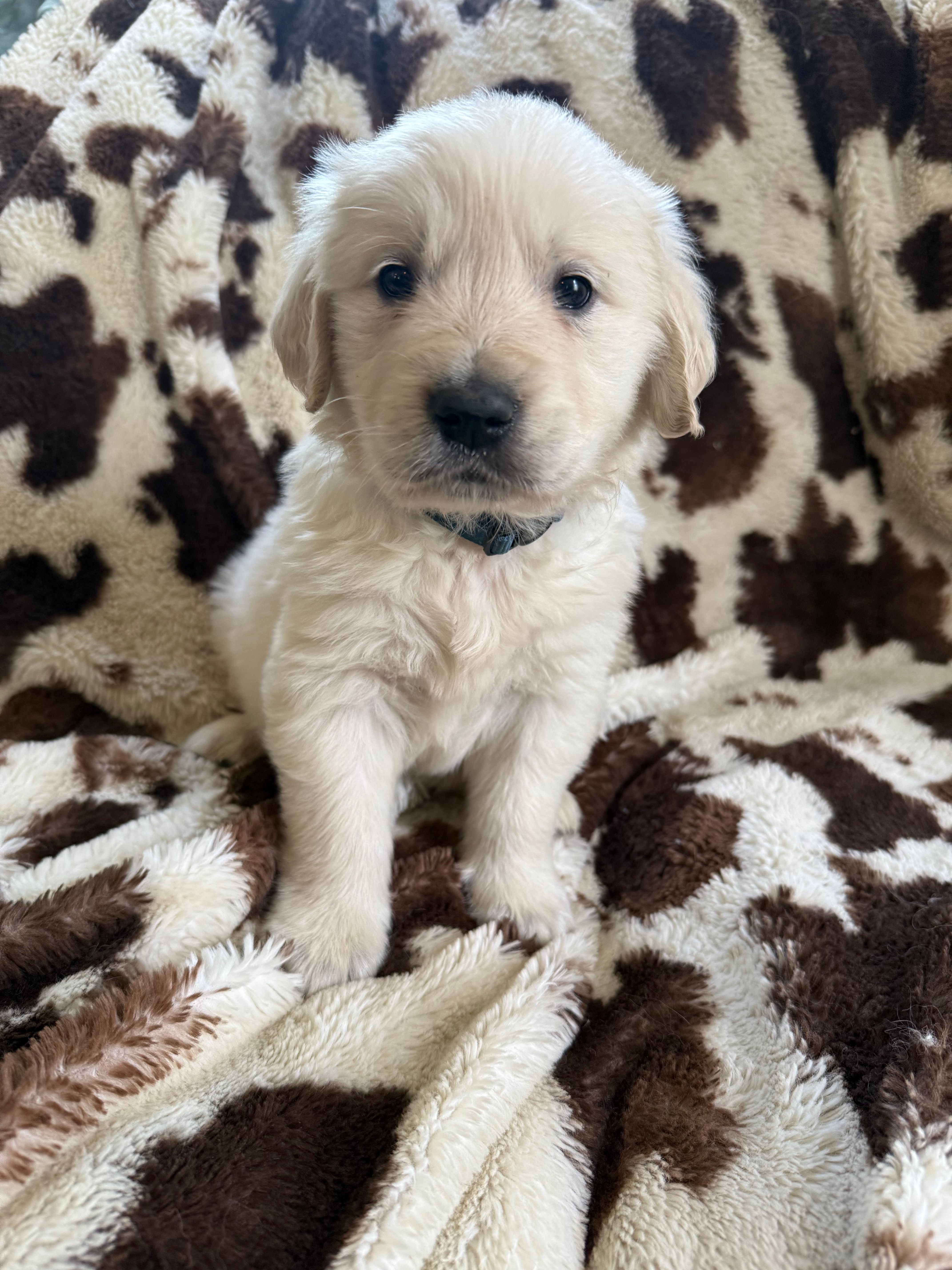 Blue collar  – Golden Retriever puppy for sale in Butler, PA
