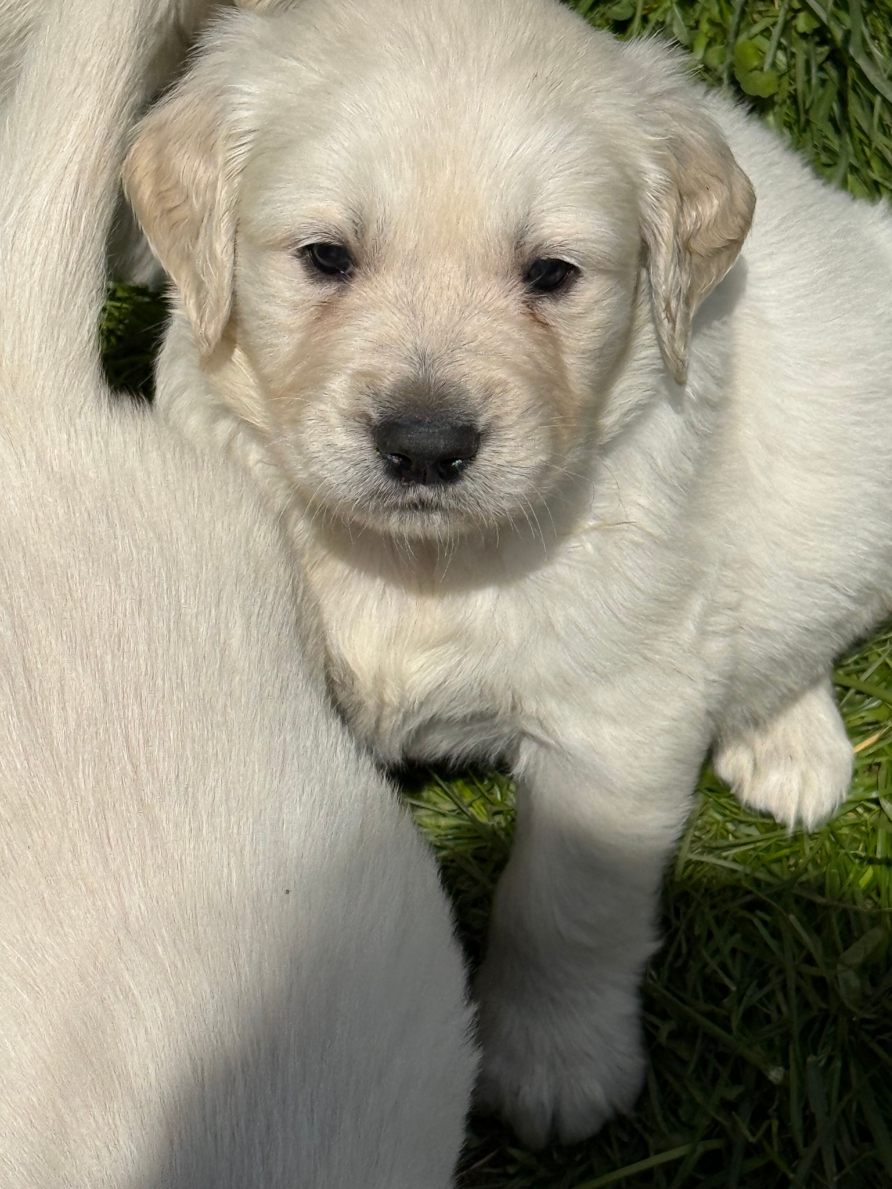 Green collar  – English Cream Golden Retriever puppy for sale in Butler, PA