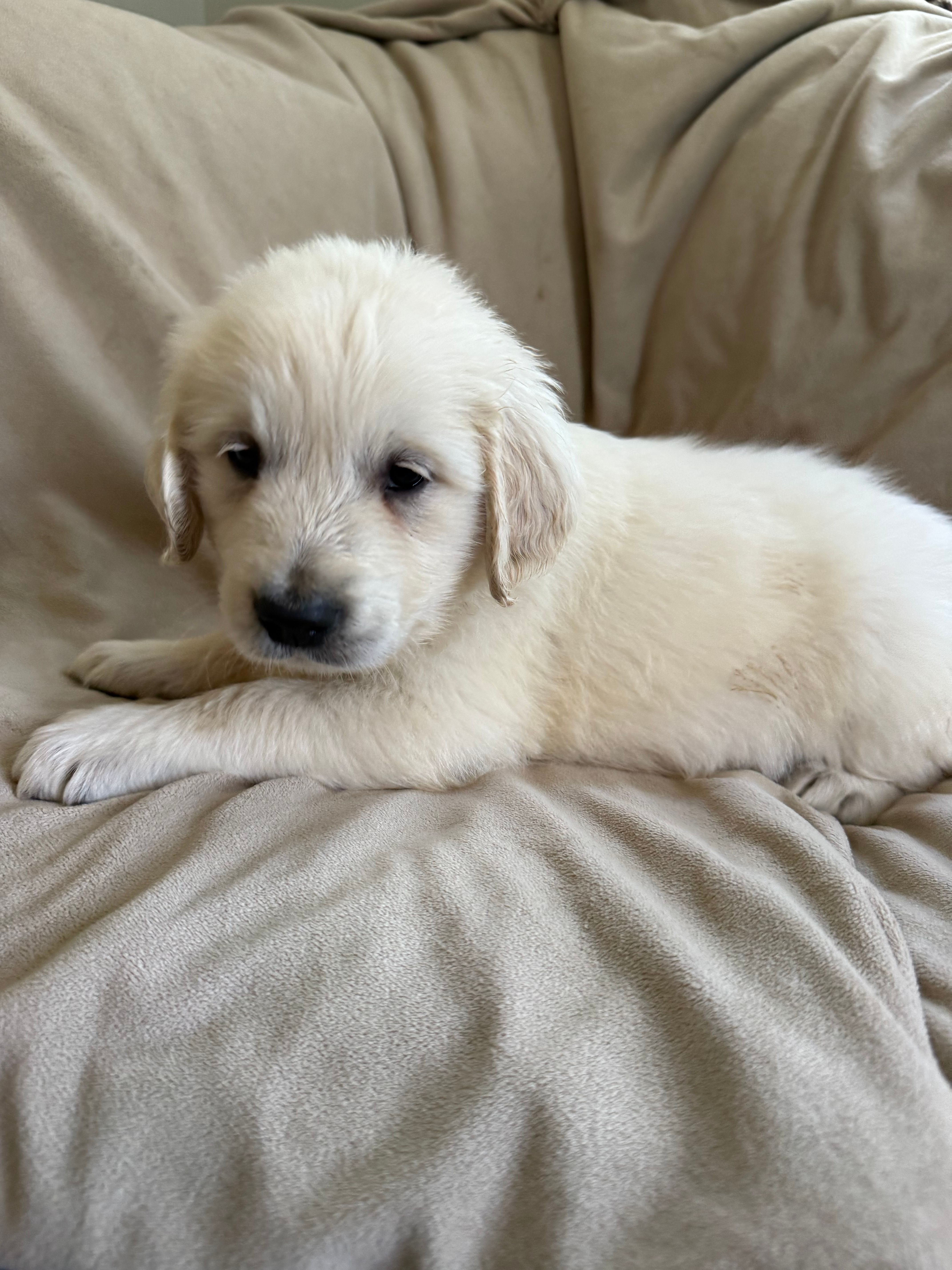 White collar  – English Cream Golden Retriever puppy for sale in Butler, PA