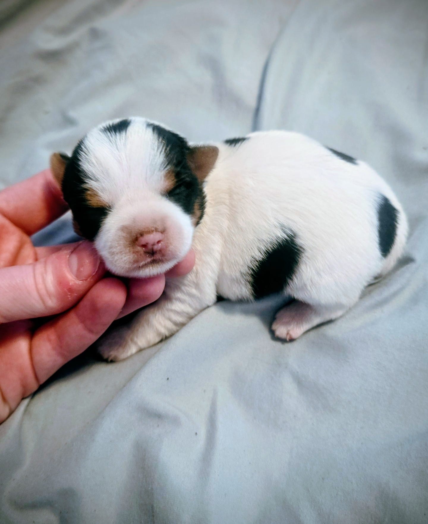 Fiona  – Yorkshire Terrier puppy for sale in London, KY