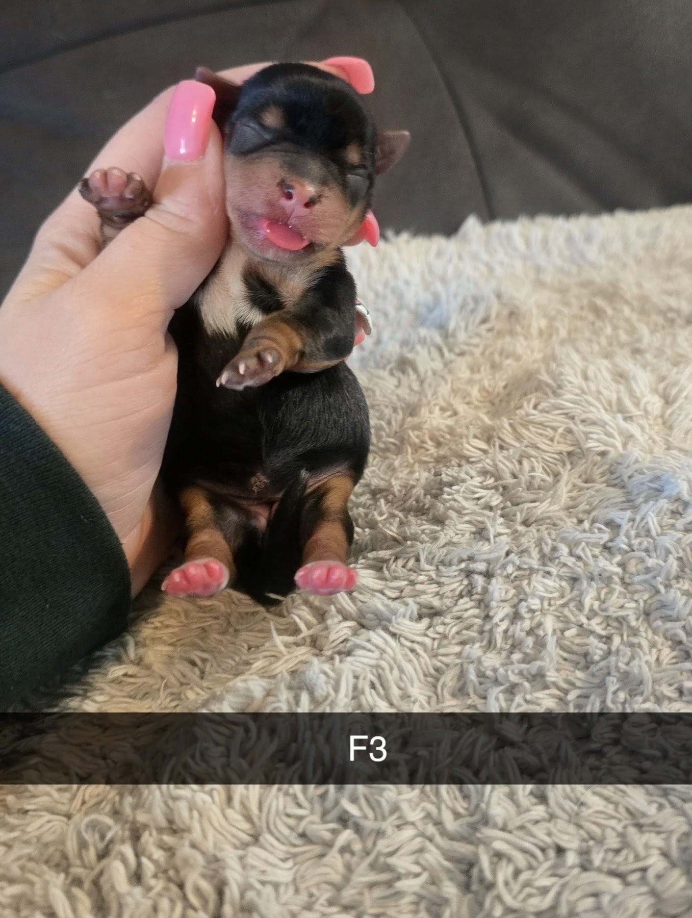 Harley – Yorkshire Terrier puppy for sale in London, KY