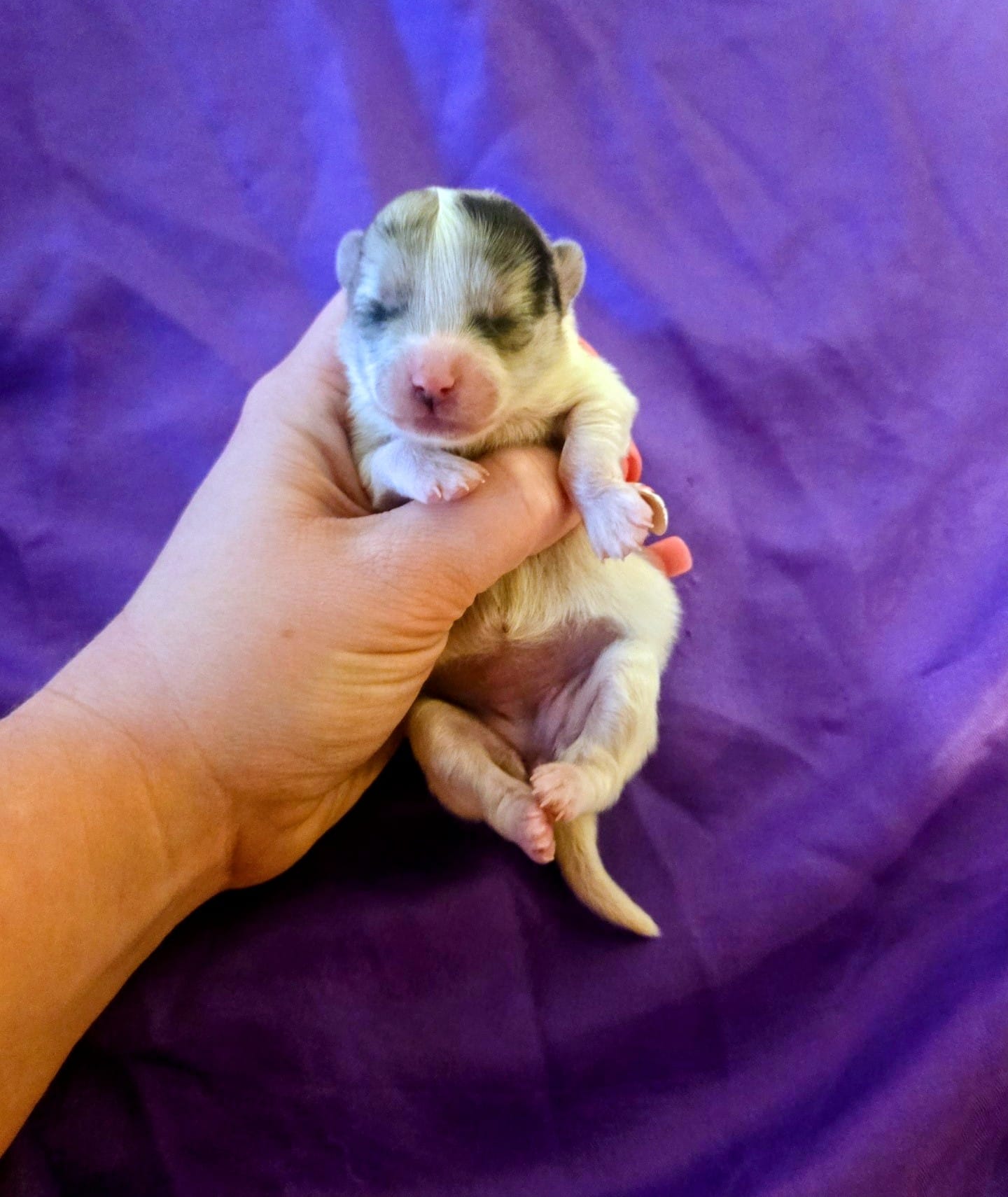 Gypsy – Pomeranian puppy for sale in London, KY
