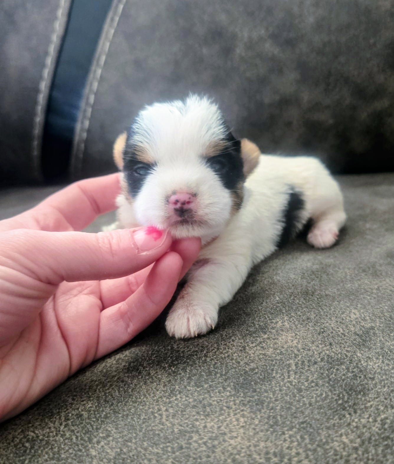 Fiona  – Yorkshire Terrier puppy for sale in London, KY