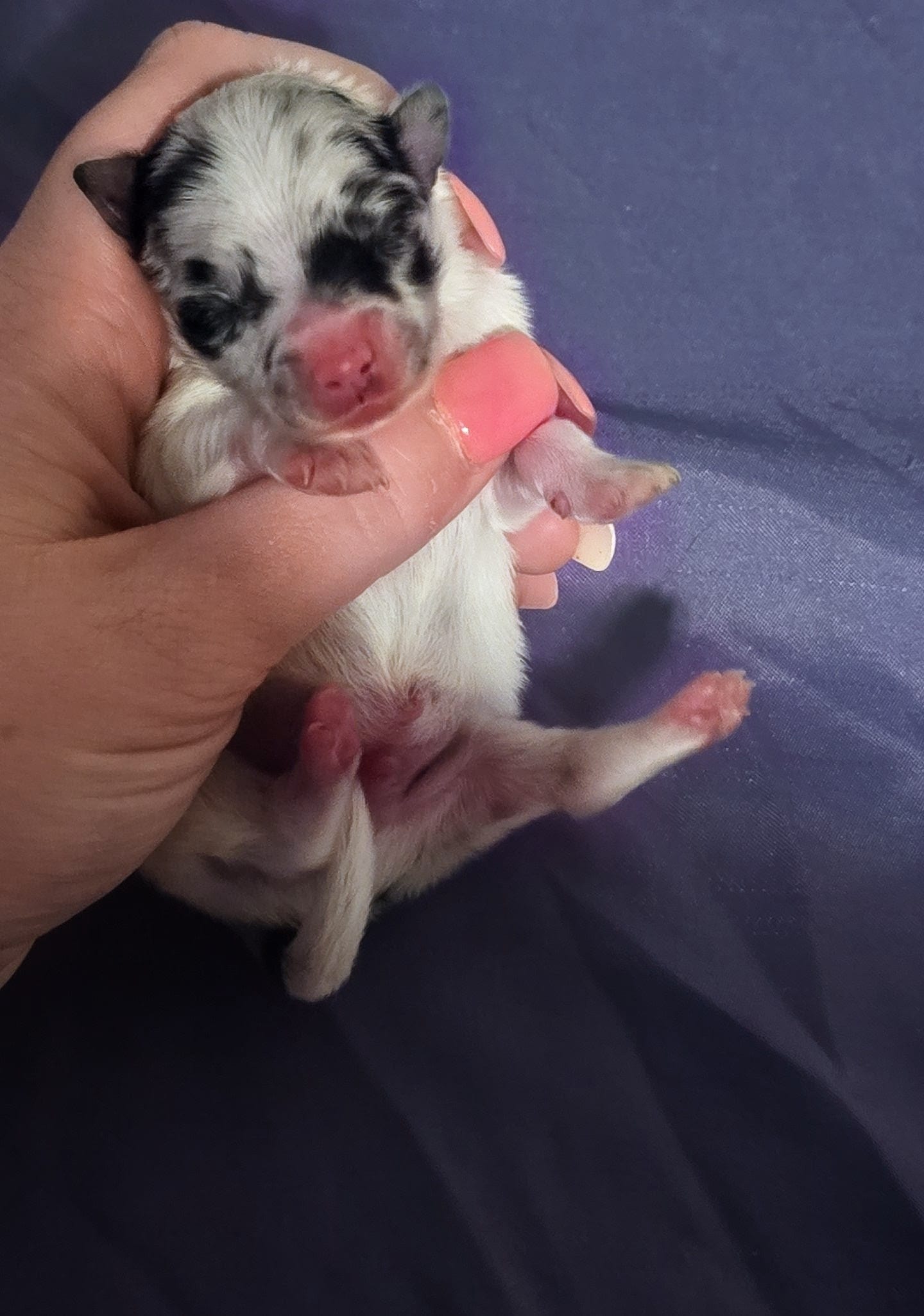 Gucci – Pomeranian puppy for sale in London, KY