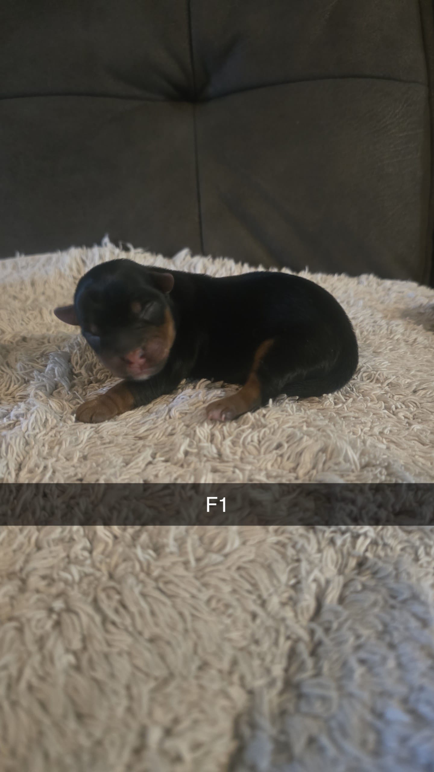 Haley – Yorkshire Terrier puppy for sale in London, KY