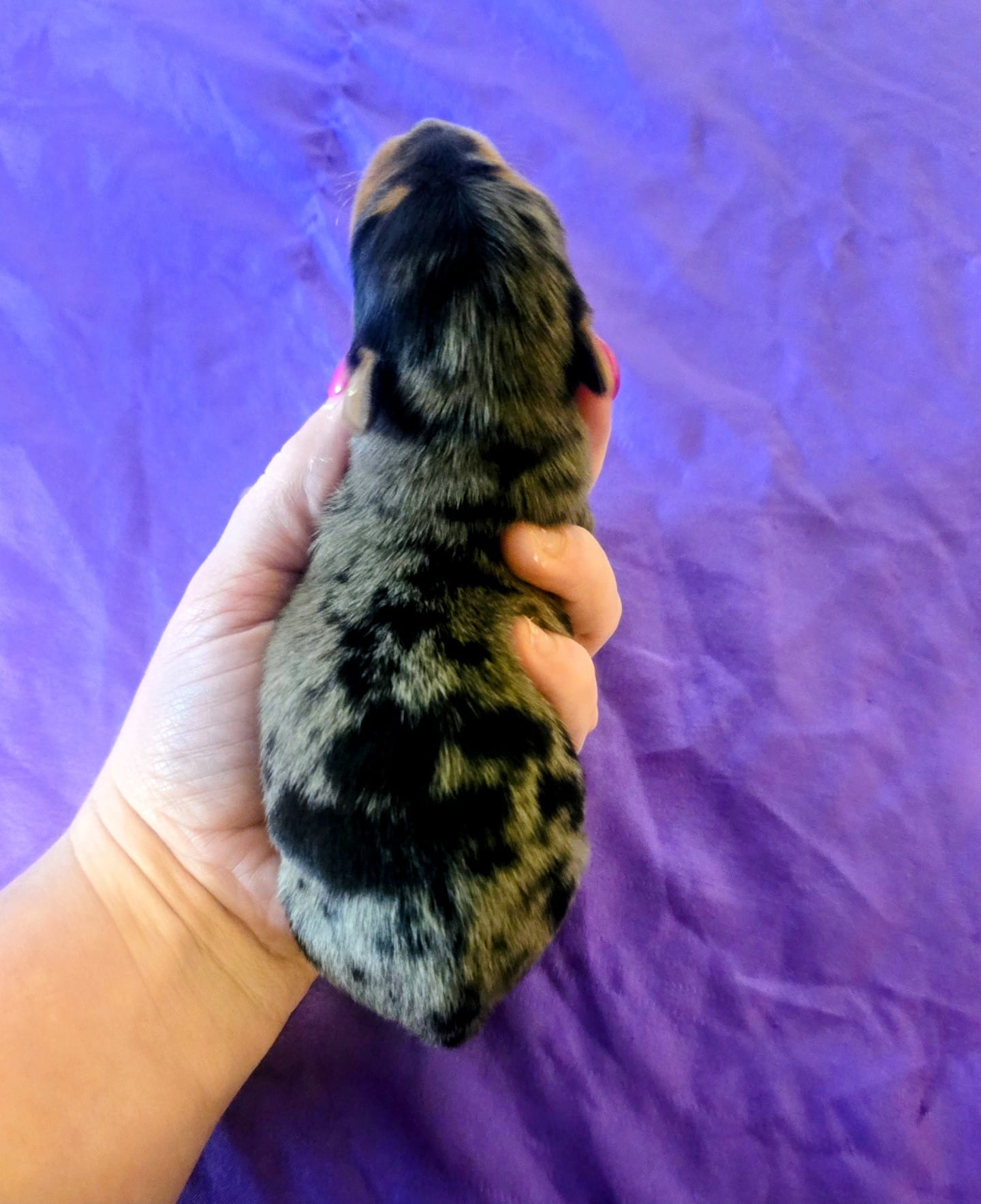 Jimi – Yorkshire Terrier puppy for sale in London, KY