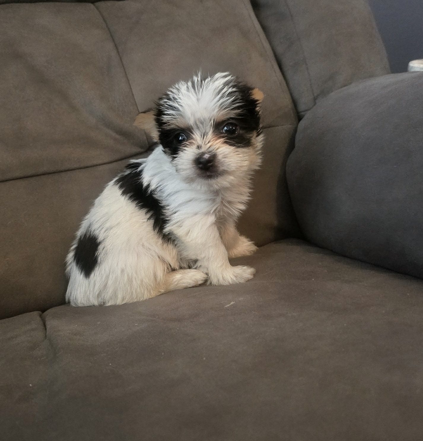 Fiona  – Yorkshire Terrier puppy for sale in London, KY