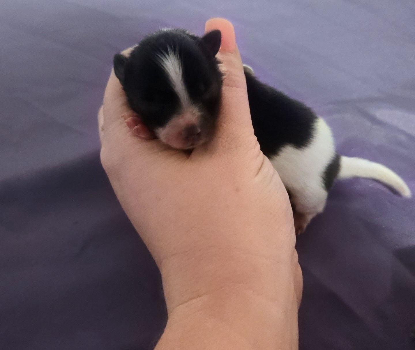 Gizmo – Pomeranian puppy for sale in London, KY