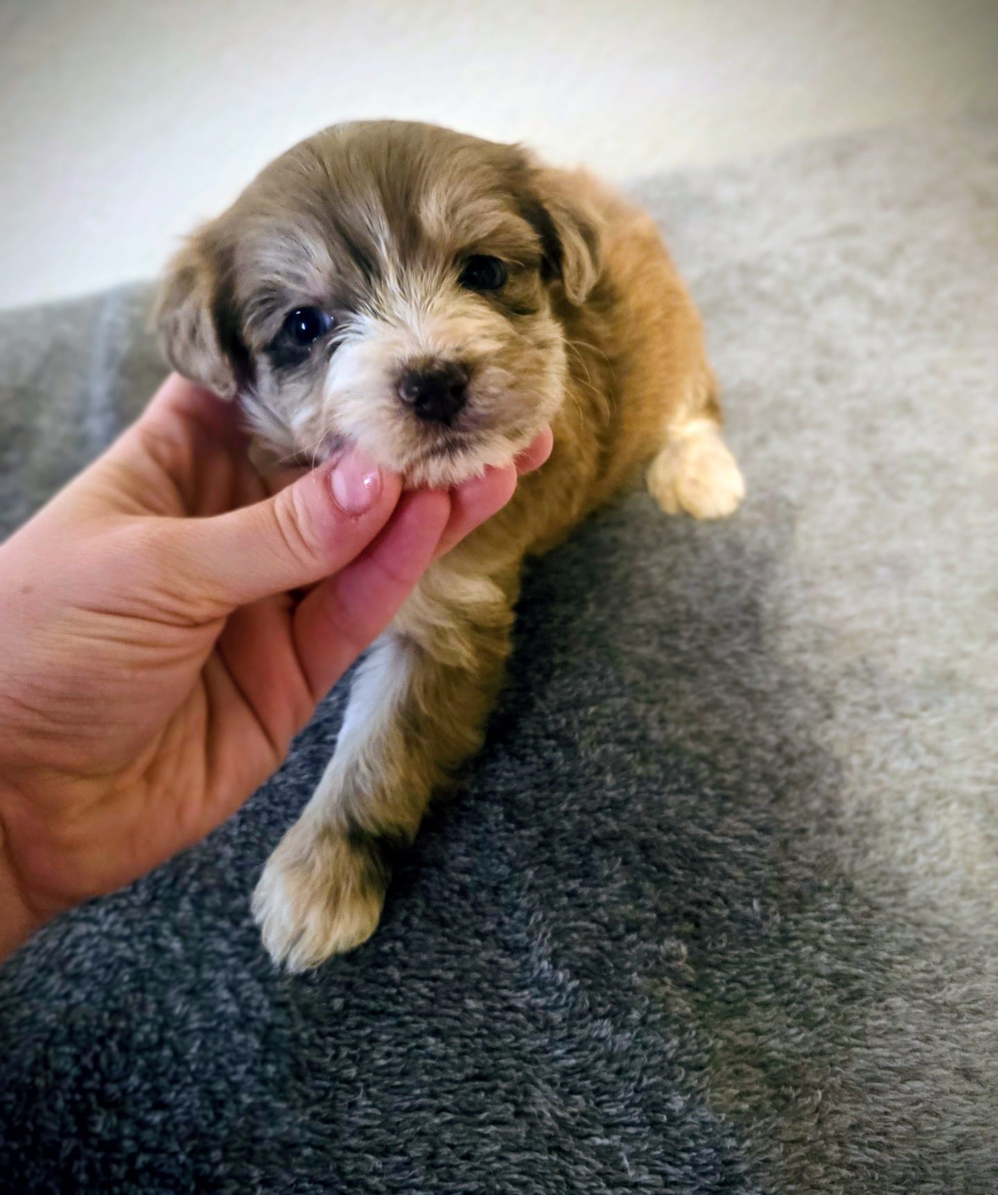 Juliet – Yorkipoo puppy for sale in London, KY