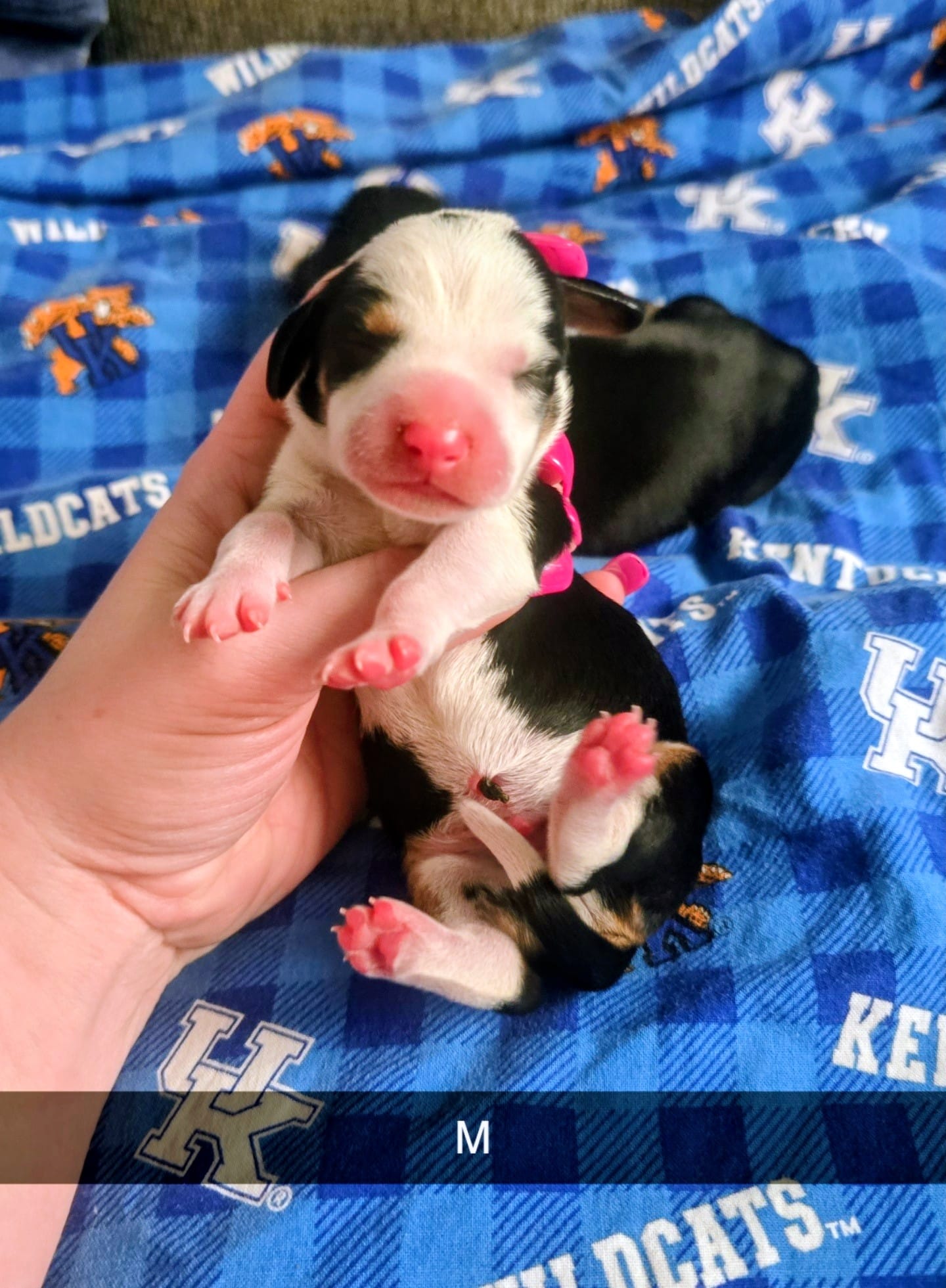 Ivan – Miniature Dachshund puppy for sale in London, KY