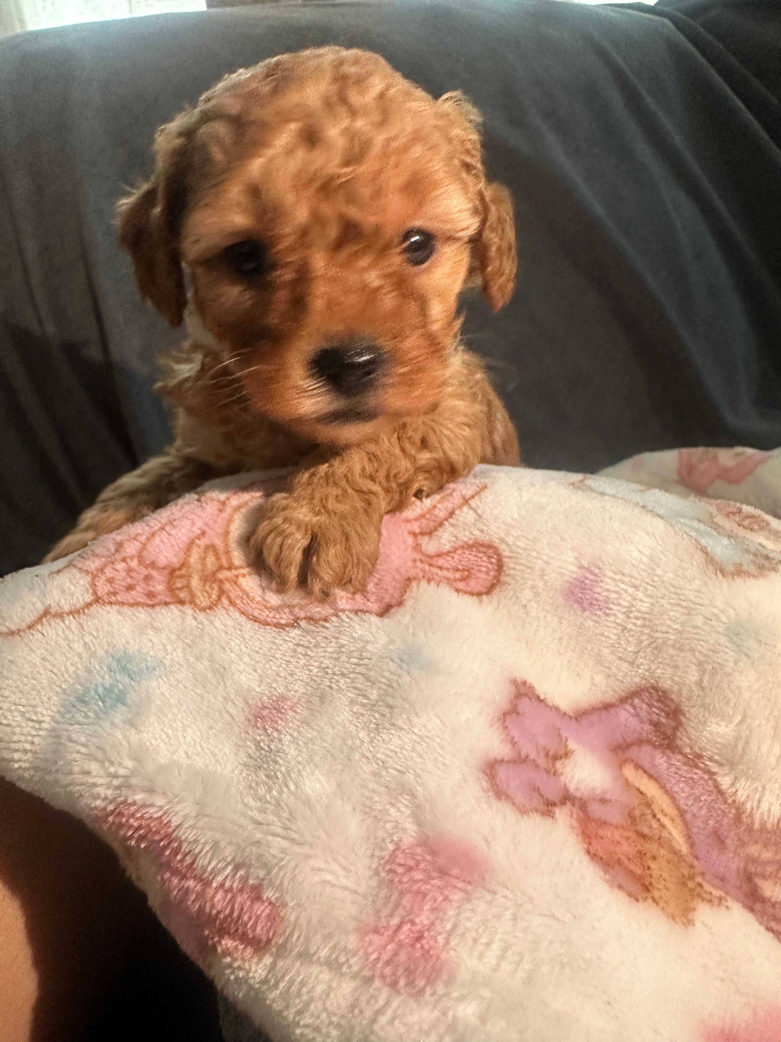 Boy poodle  – Poodle - Toy  puppy for sale in Lynwood, CA
