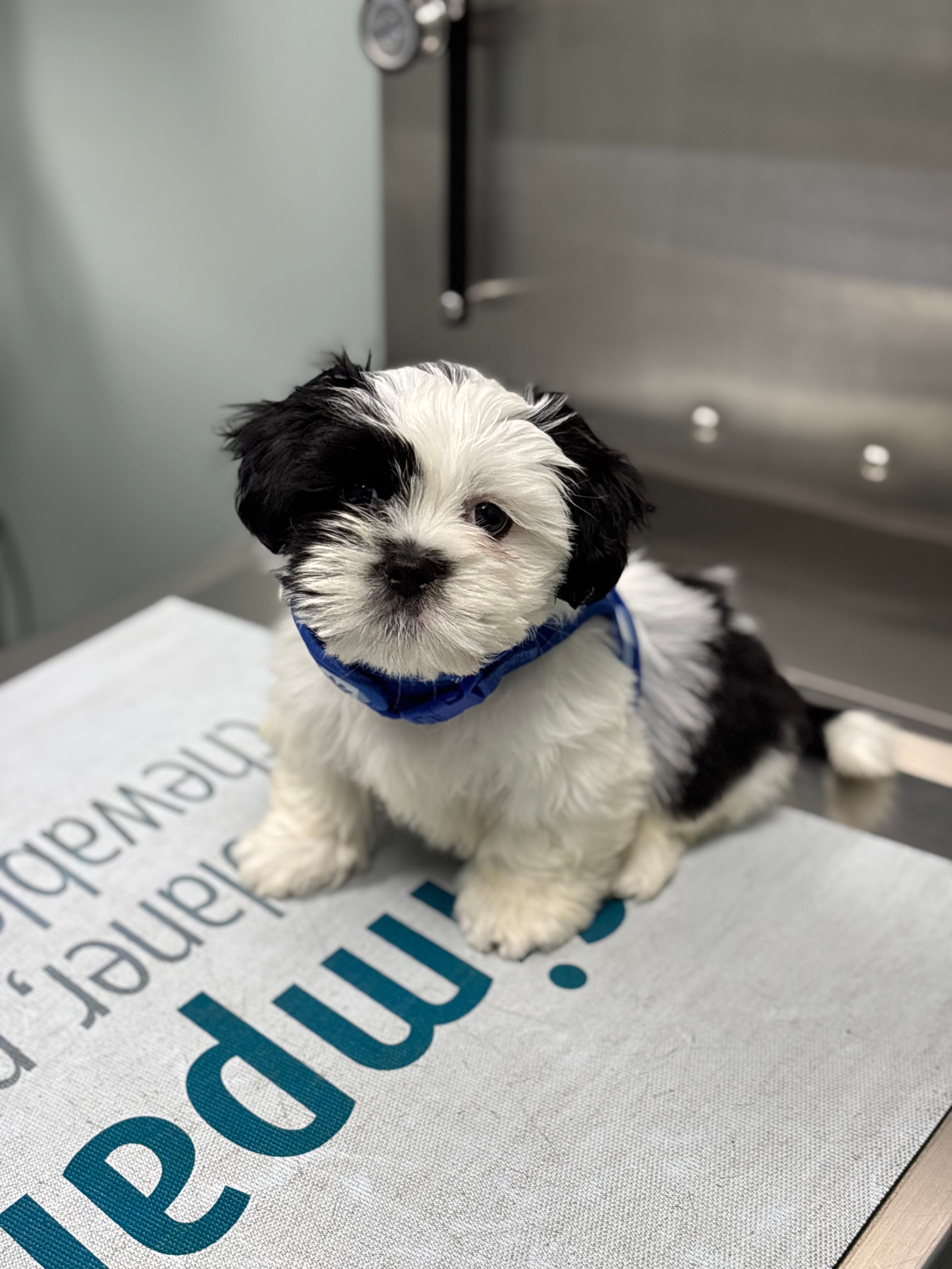 Milo – Mal Shi puppy for sale in Greenville, NC