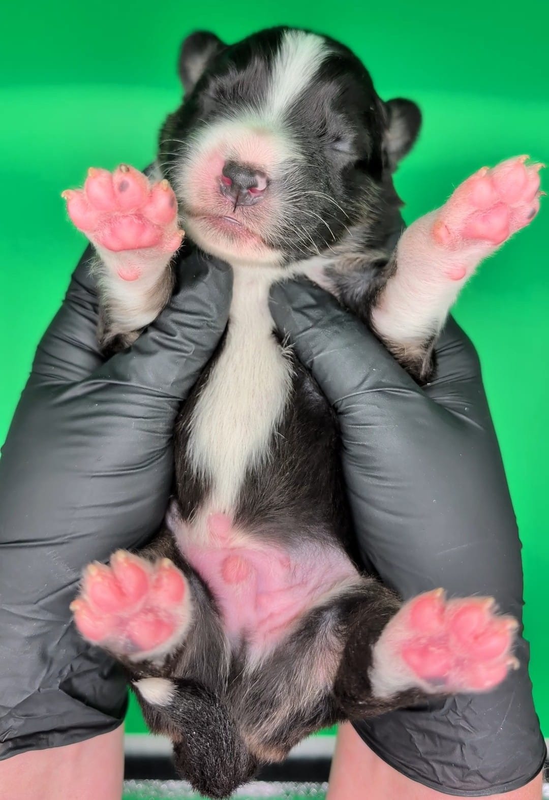 Raven3Boy2- BTM, LONG Tail, OFAs, genetics, blue eyes likely – Australian Shepherd puppy for sale in South Hill, VA