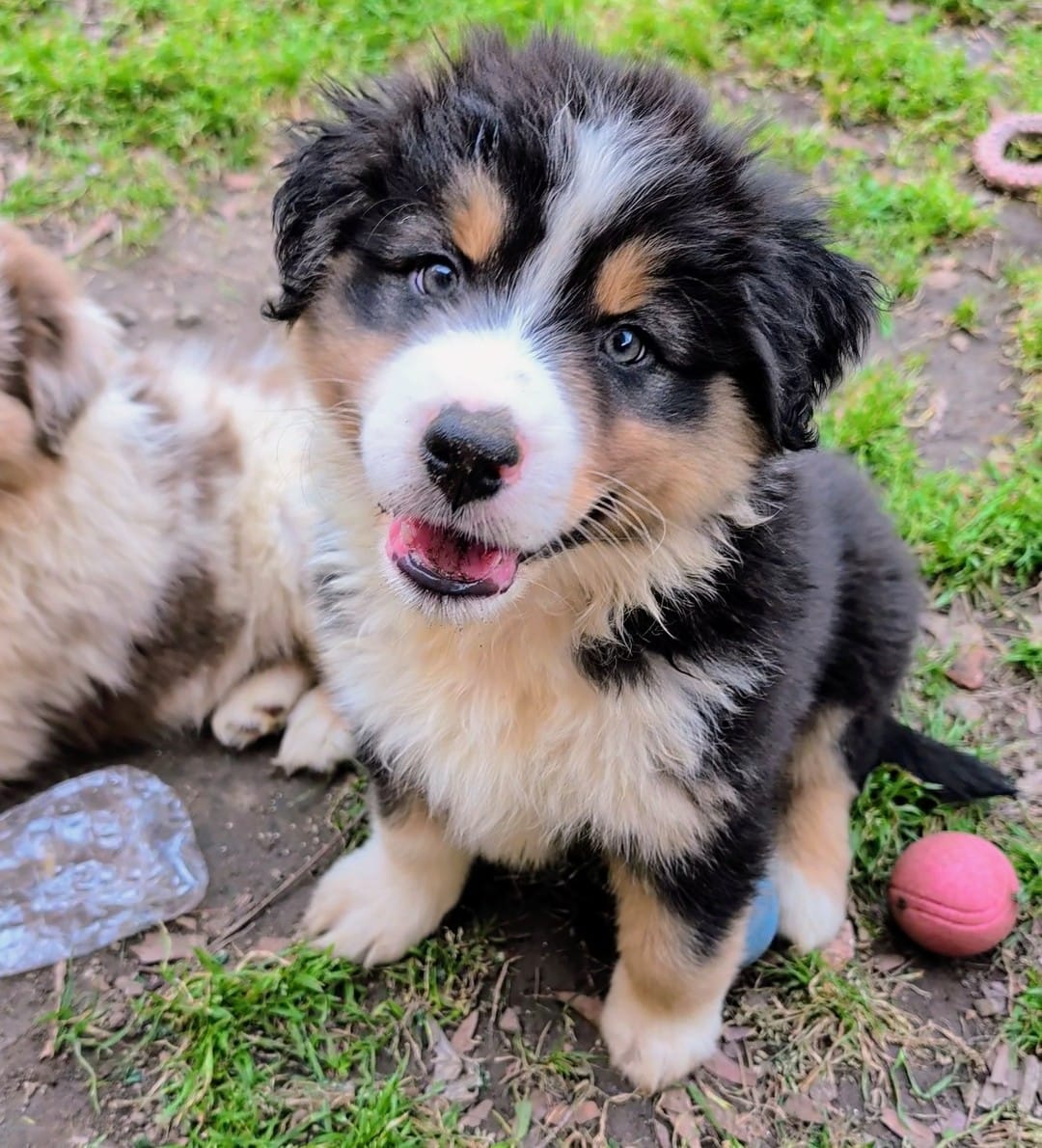 Quinn4Boy5- BTM, LT, OFAs, genetics – Australian Shepherd puppy for sale in South Hill, VA