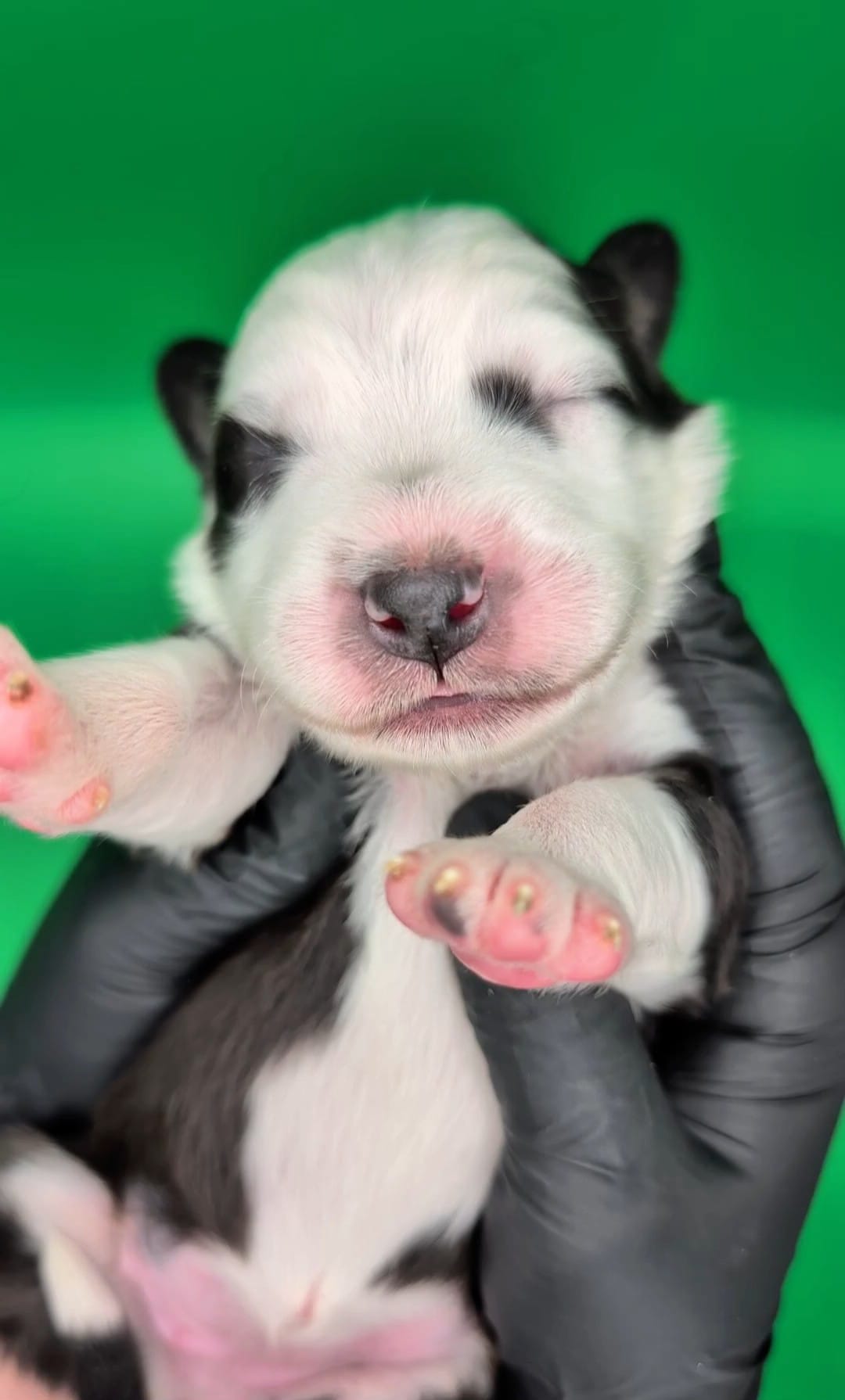 Raven3Girl5- BTF, LONG Tail, OFAs, genetics, blue eyes likely – Australian Shepherd puppy for sale in South Hill, VA