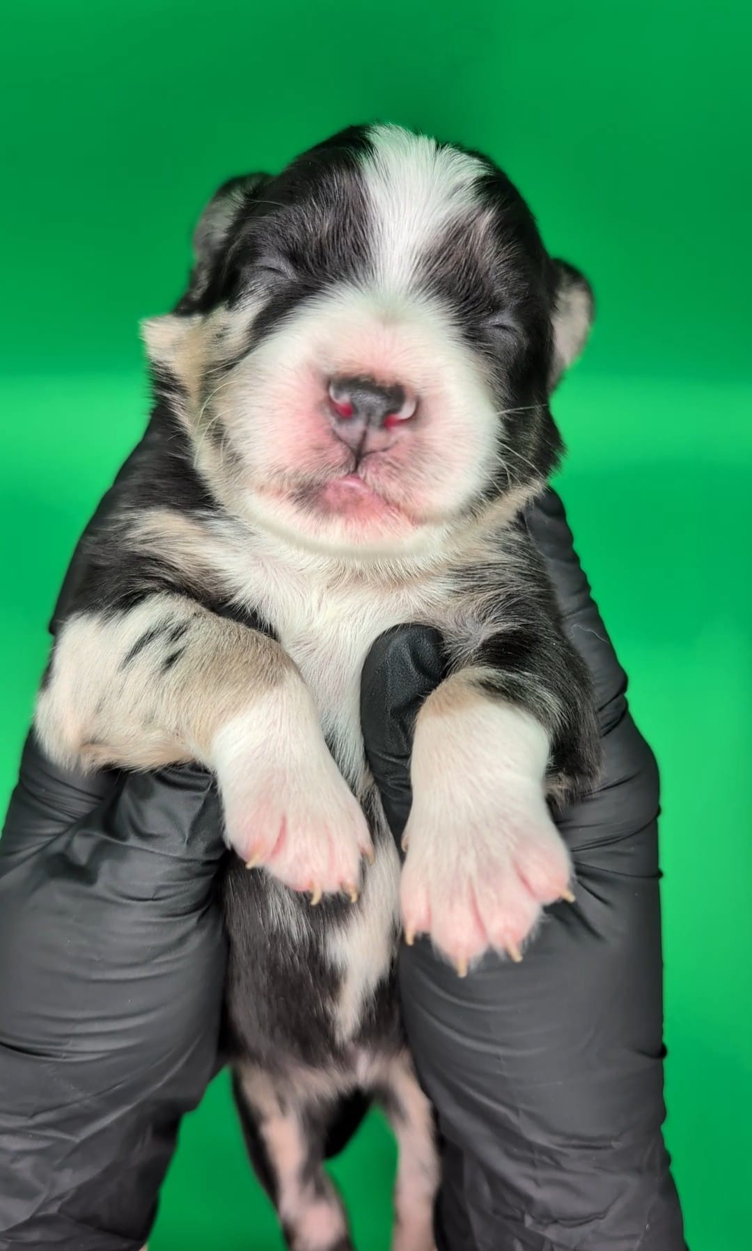 Raven3Girl2- BMF, LONG Tail, OFAs, genetics, blue eyes likely – Australian Shepherd puppy for sale in South Hill, VA