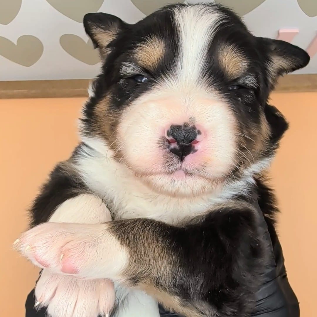 Quinn4Boy5- BTM, Long Tail,OFAs, genetics, blue eyes likely