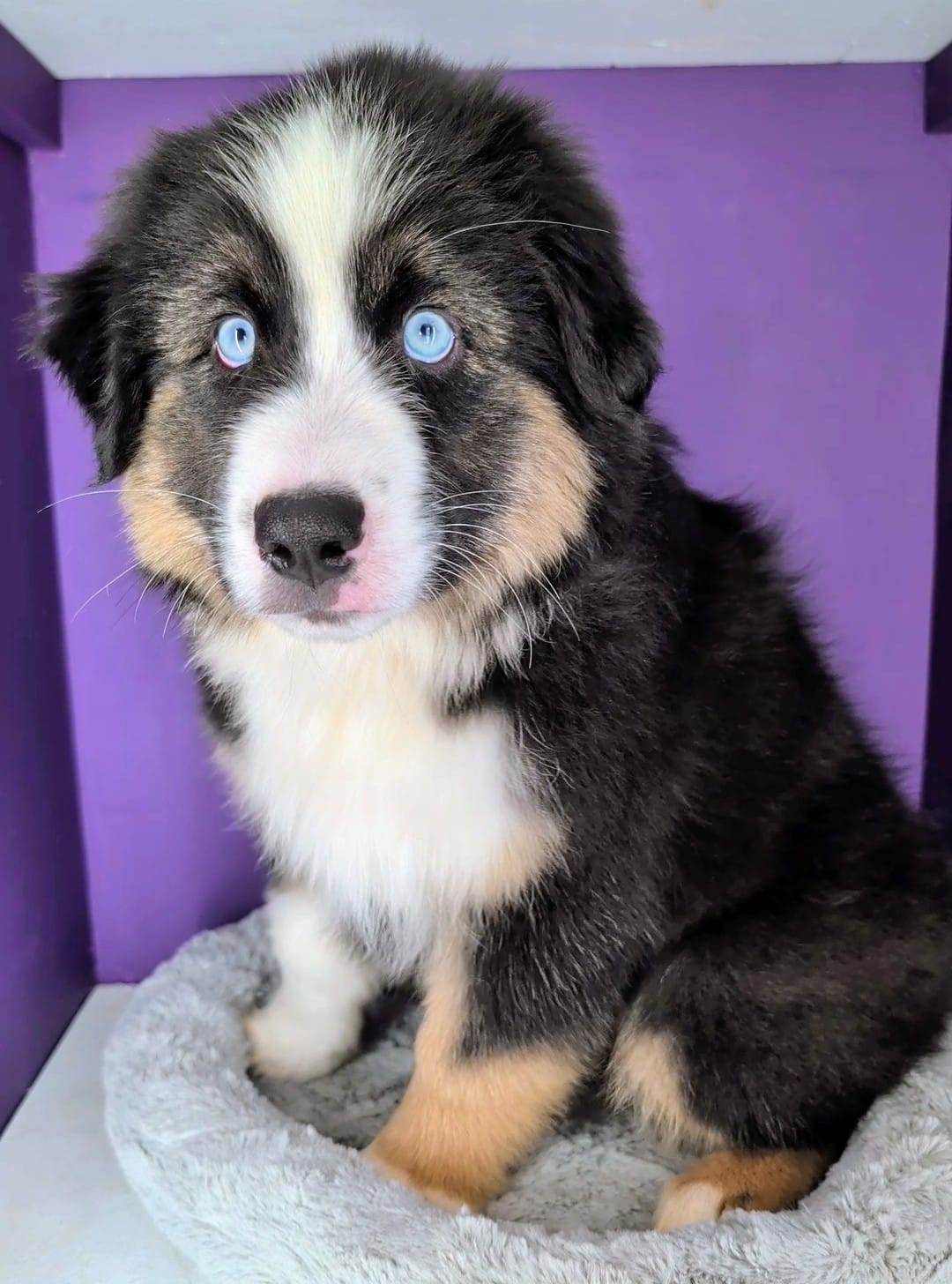 RIVER (Quinn4Boy4) BTM, NBT, OFAs, genetics – Australian Shepherd puppy for sale in South Hill, VA