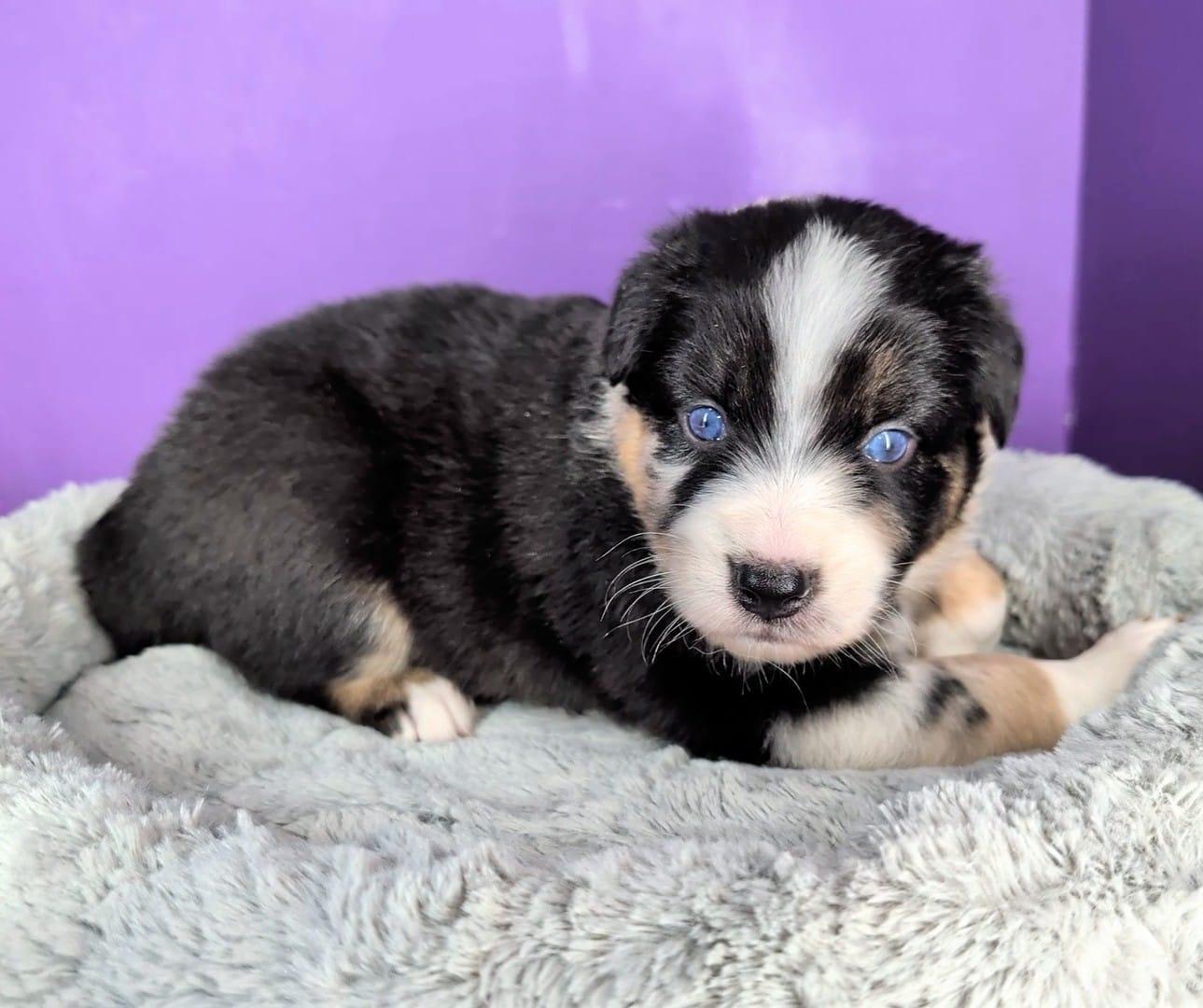Raven3Girl2- BMF, LONG Tail, OFAs, genetics, blue eyes likely – Australian Shepherd puppy for sale in South Hill, VA