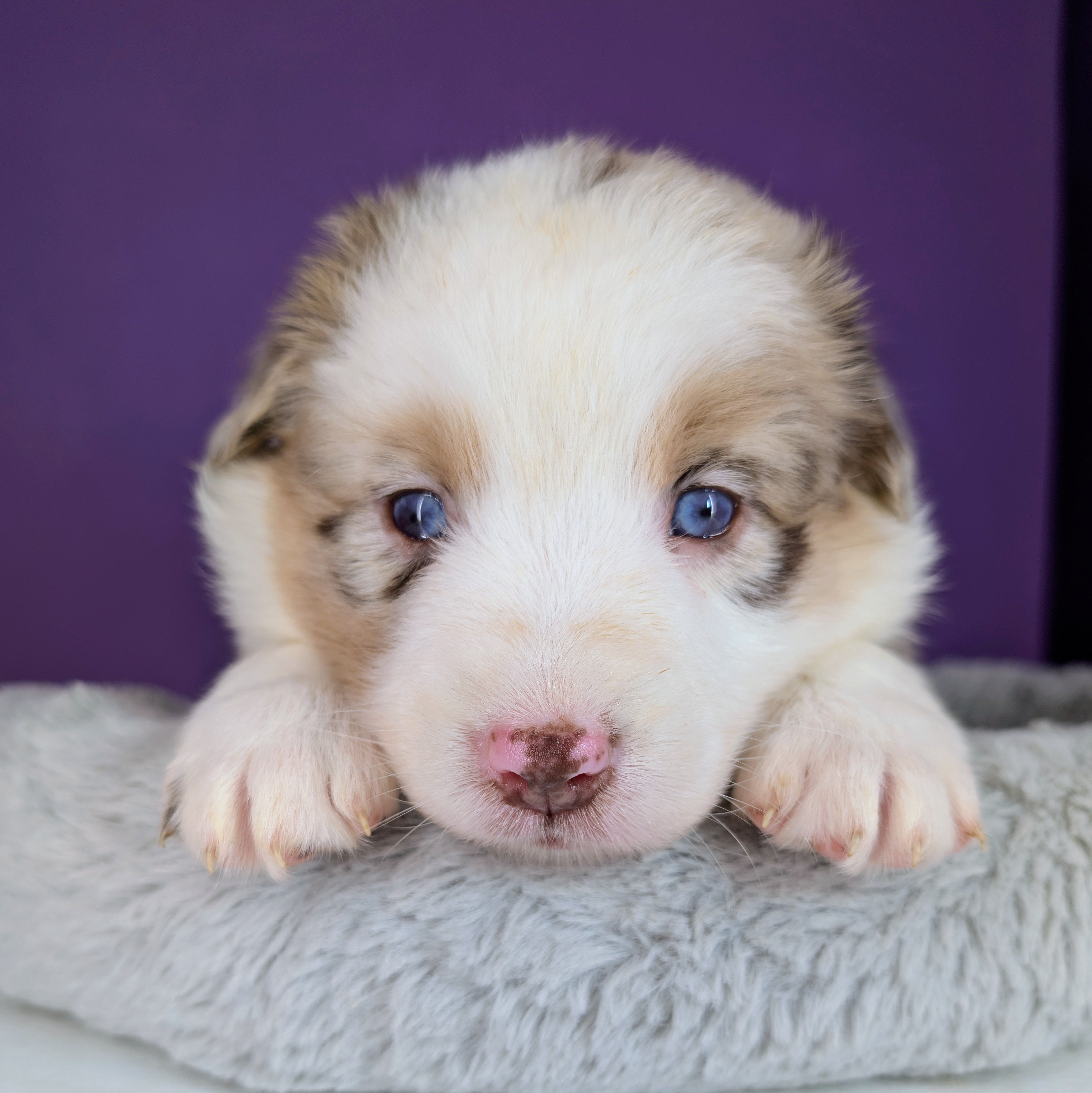 Raven3Girl4- RMF, LONG Tail, OFAs, genetics, blue eyes likely – Australian Shepherd puppy for sale in South Hill, VA