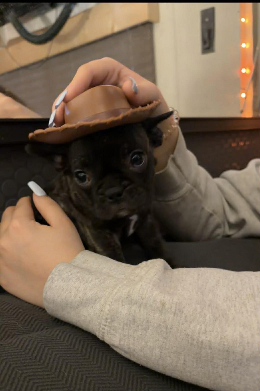 Female – Frenchton puppy for sale in Sandpoint, ID