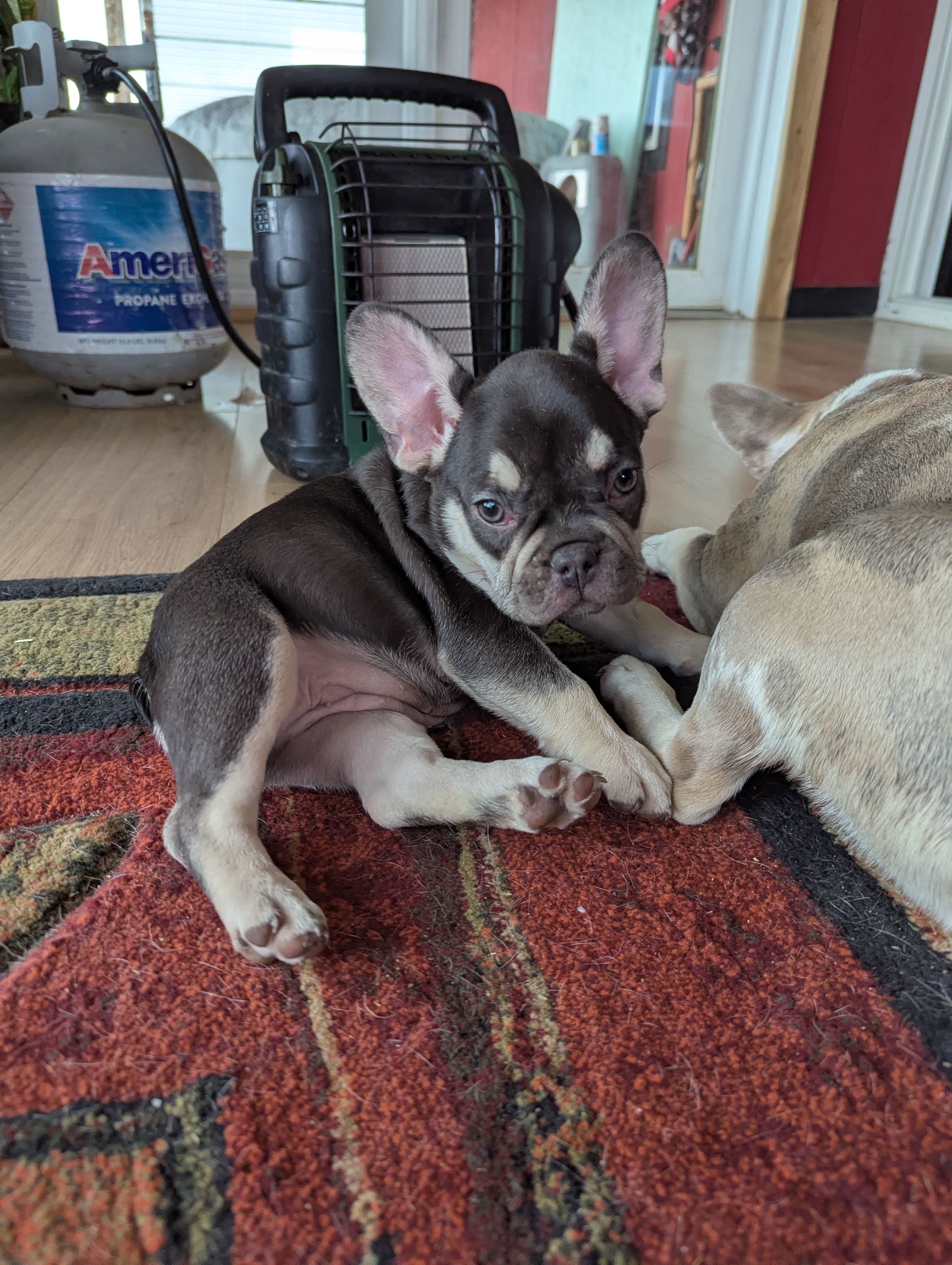 Diamond – French Bulldog puppy for sale in Byers, CO
