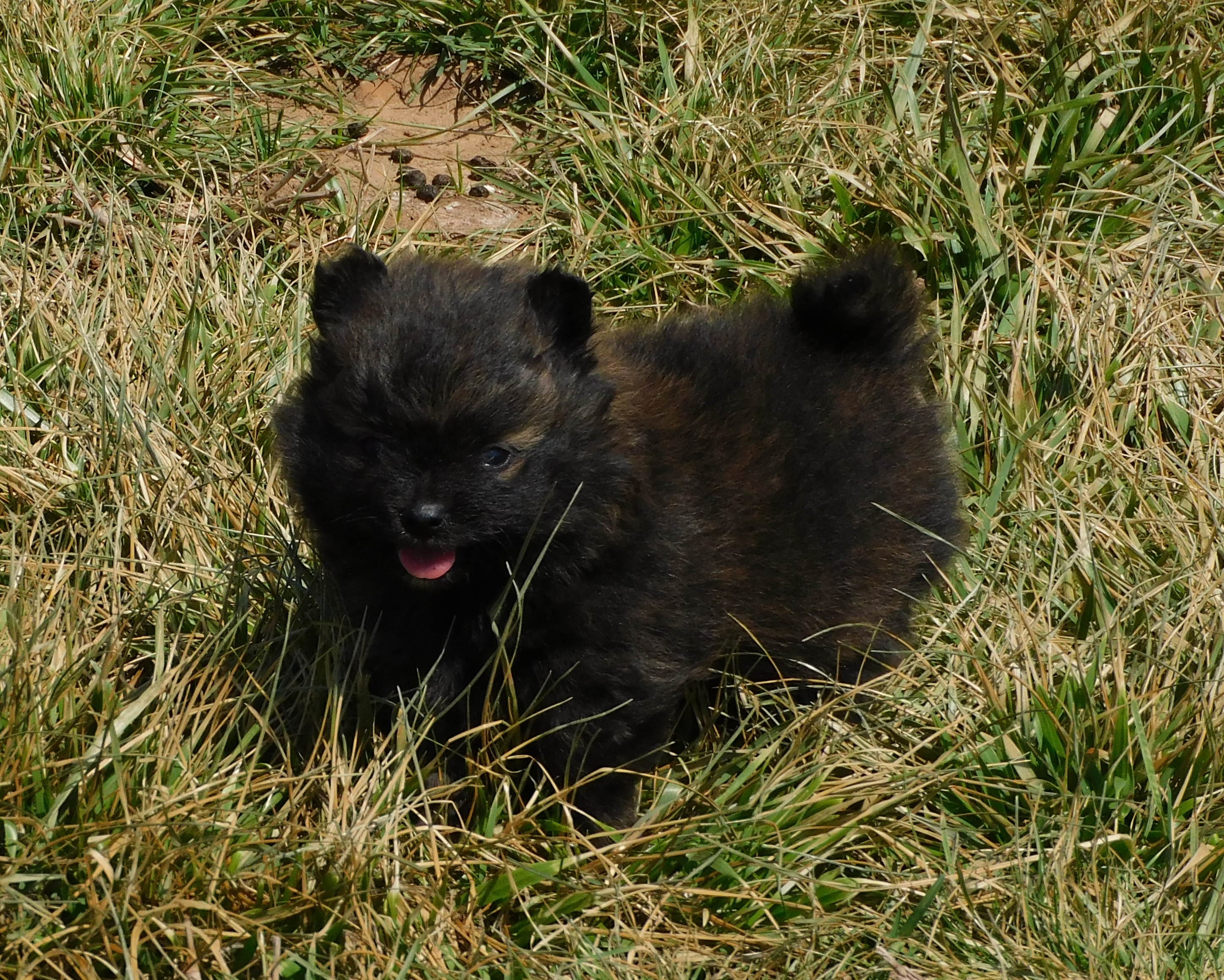 Bart – Pomeranian puppy for sale in Stockton, MO