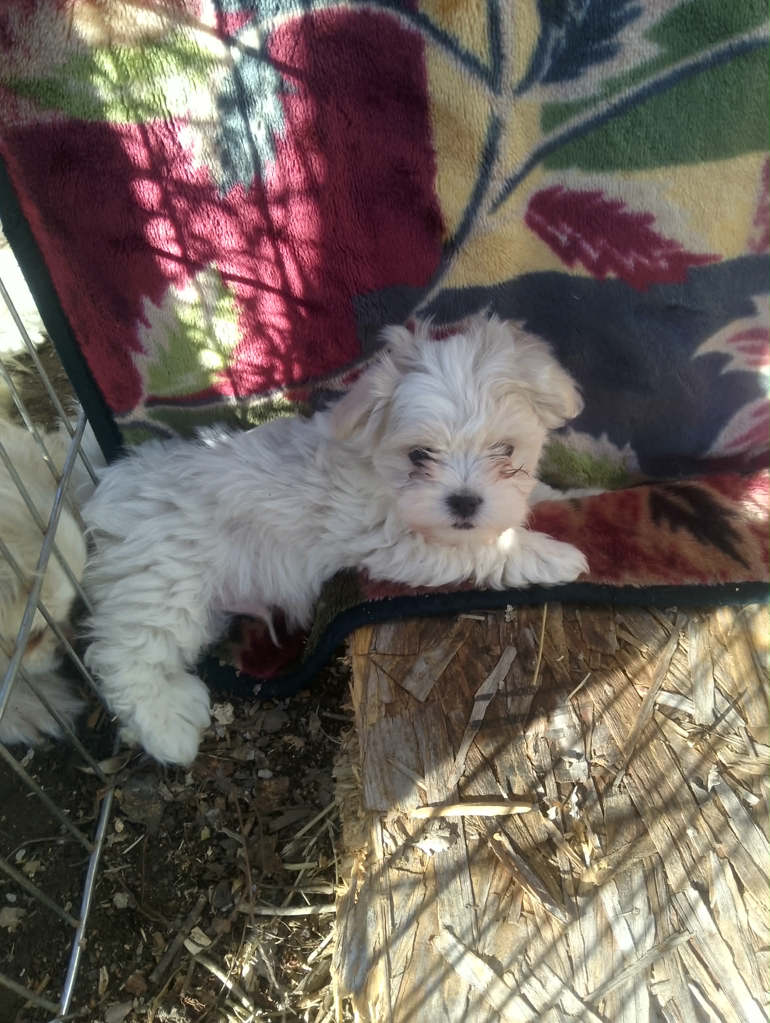 Female – Maltese puppy for sale in Montgomery City, MO