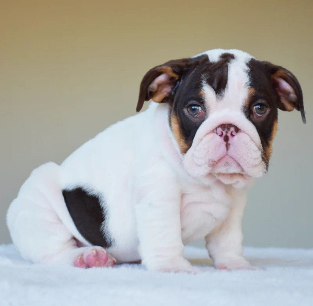 Chanel – English Bulldog puppy for sale in Atlanta, GA