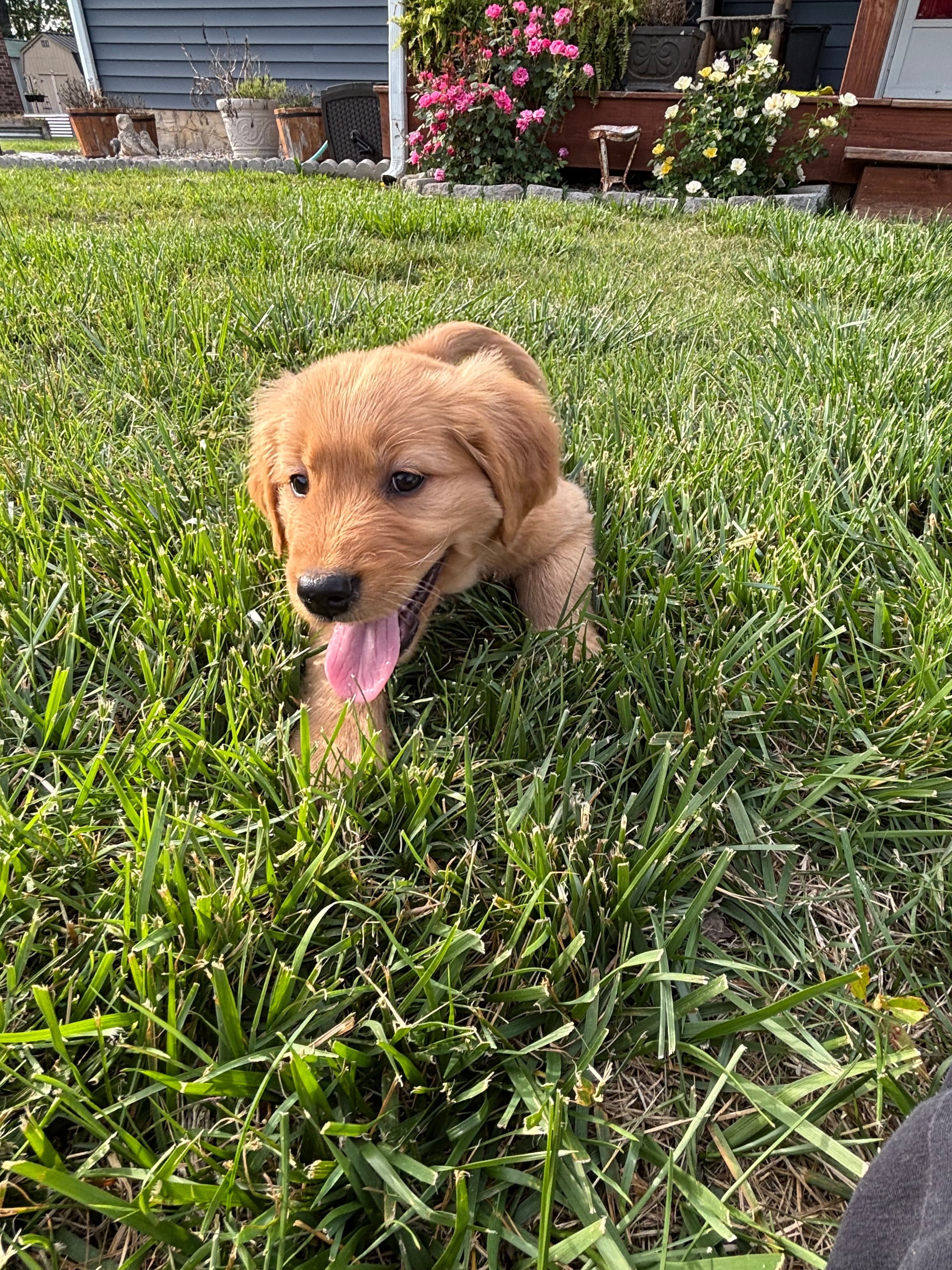 Jessie – Golden Retriever puppy for sale in Cookeville, TN