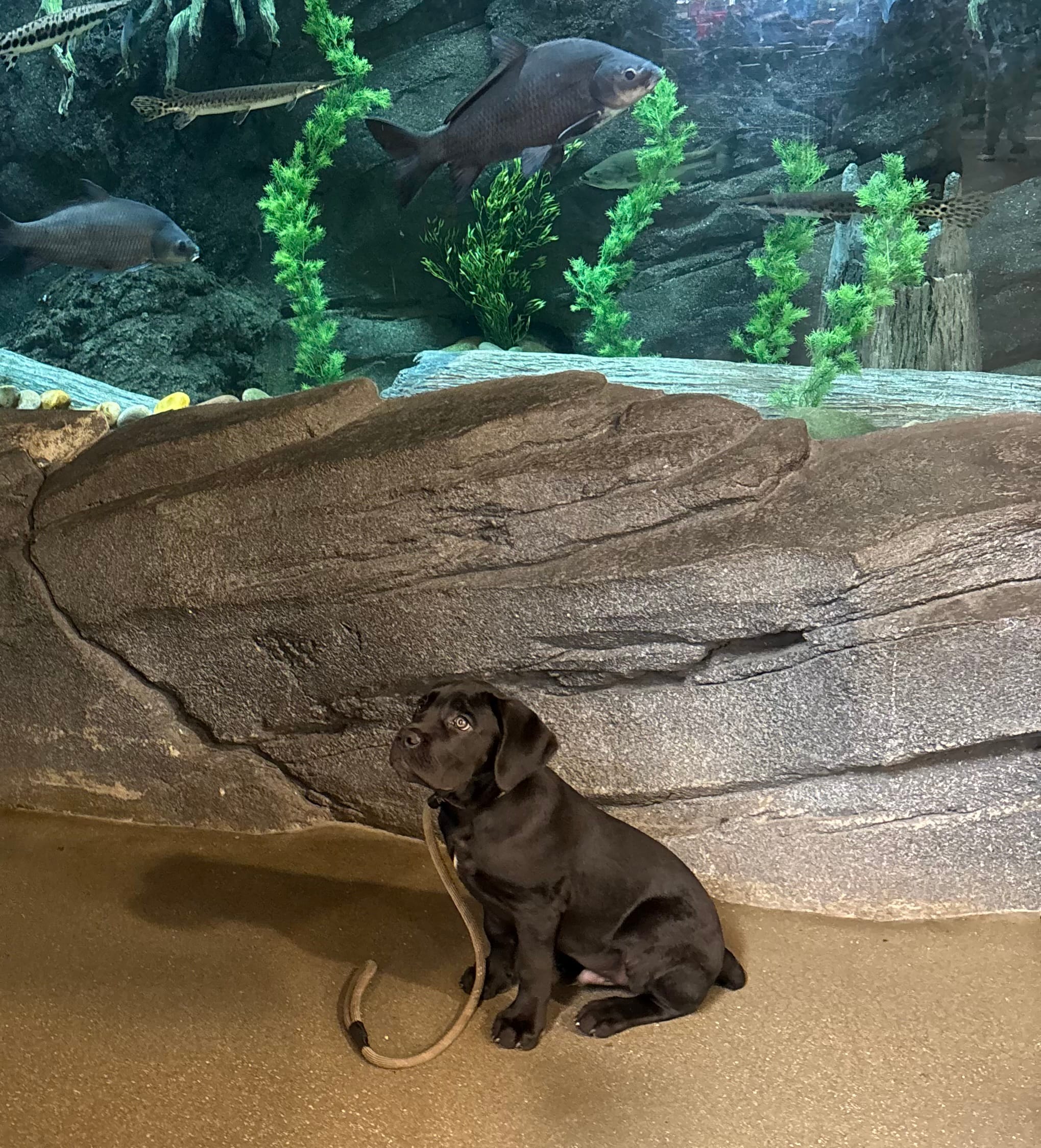 Tank – Cane Corso puppy for sale in Pauline, SC