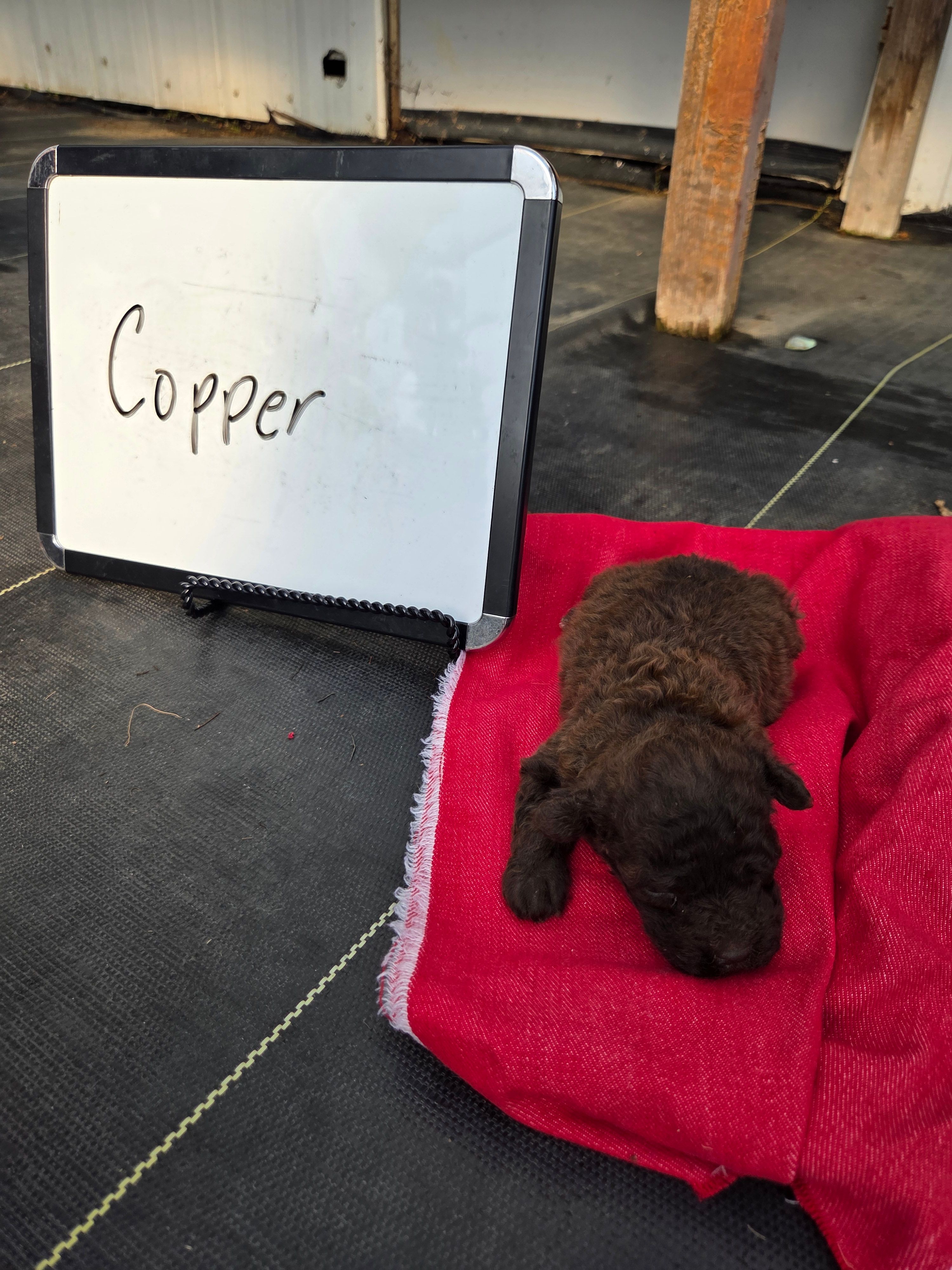 Copper – Cockapoo puppy for sale in Sumner, IL