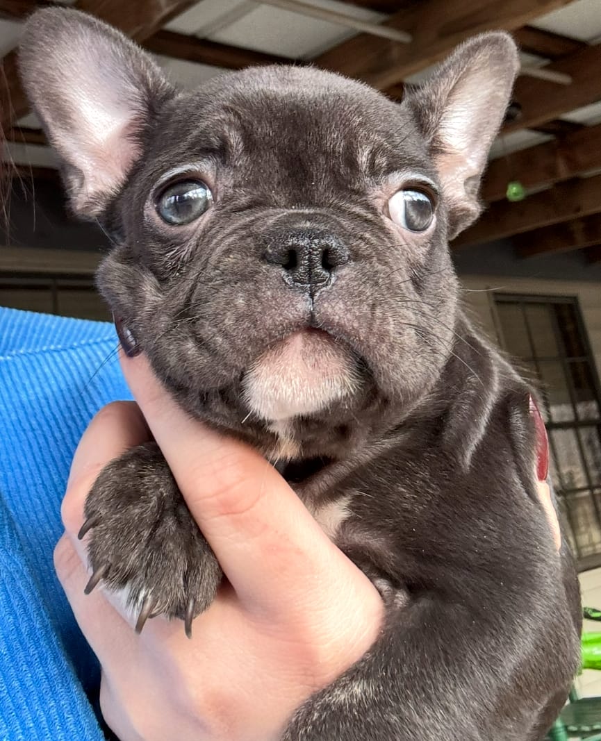 Blue – French Bulldog puppy for sale in Raleigh, NC