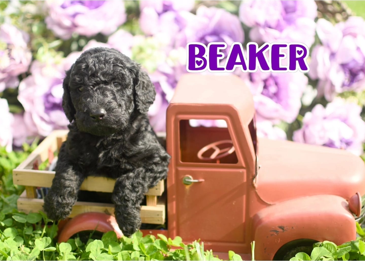 Beaker – Goldendoodle puppy for sale in Morrow, OH