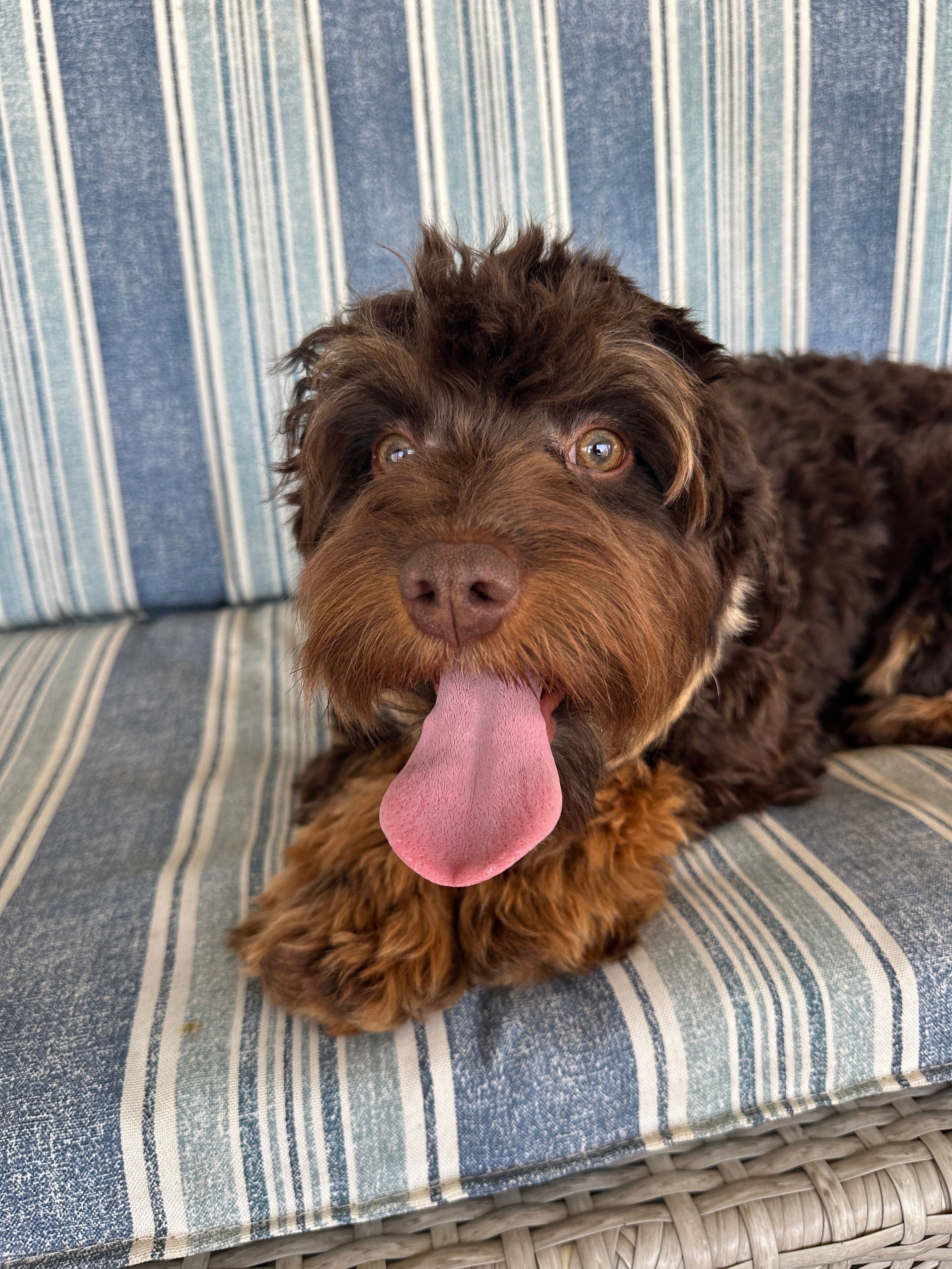 Reeces – Cavapoo puppy for sale in New Haven, IN
